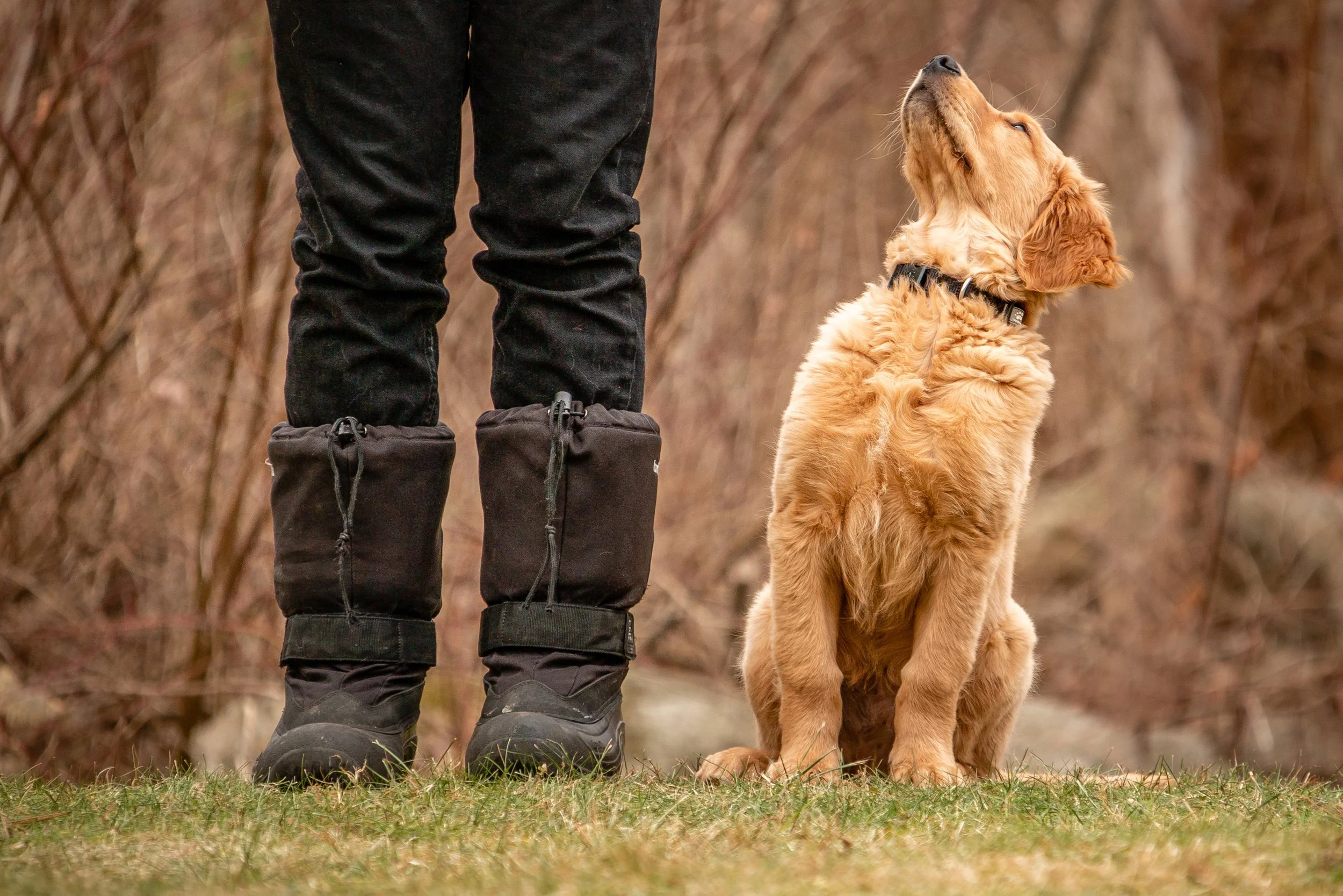 Pet Photography