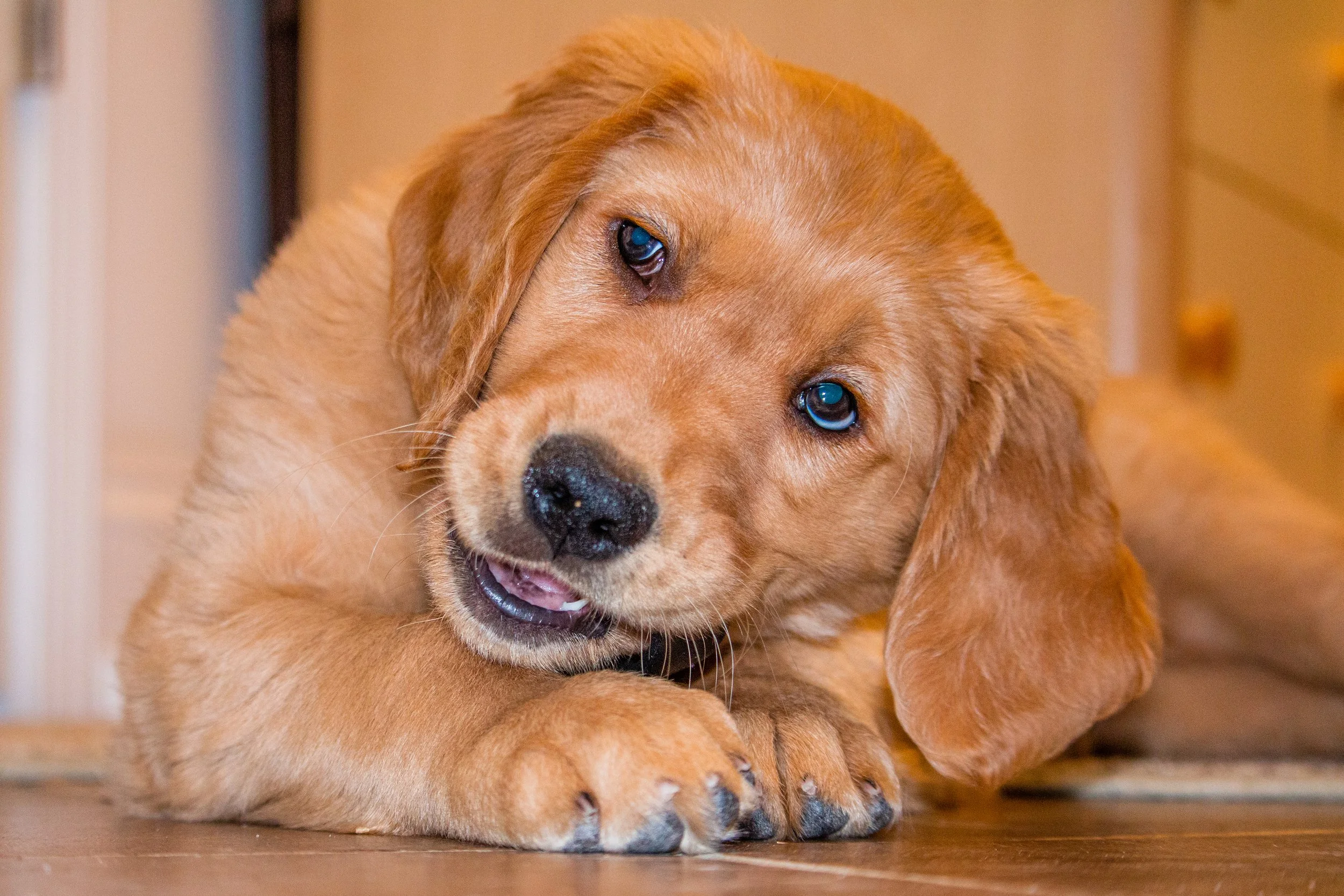 Max_puppy_1.jpg