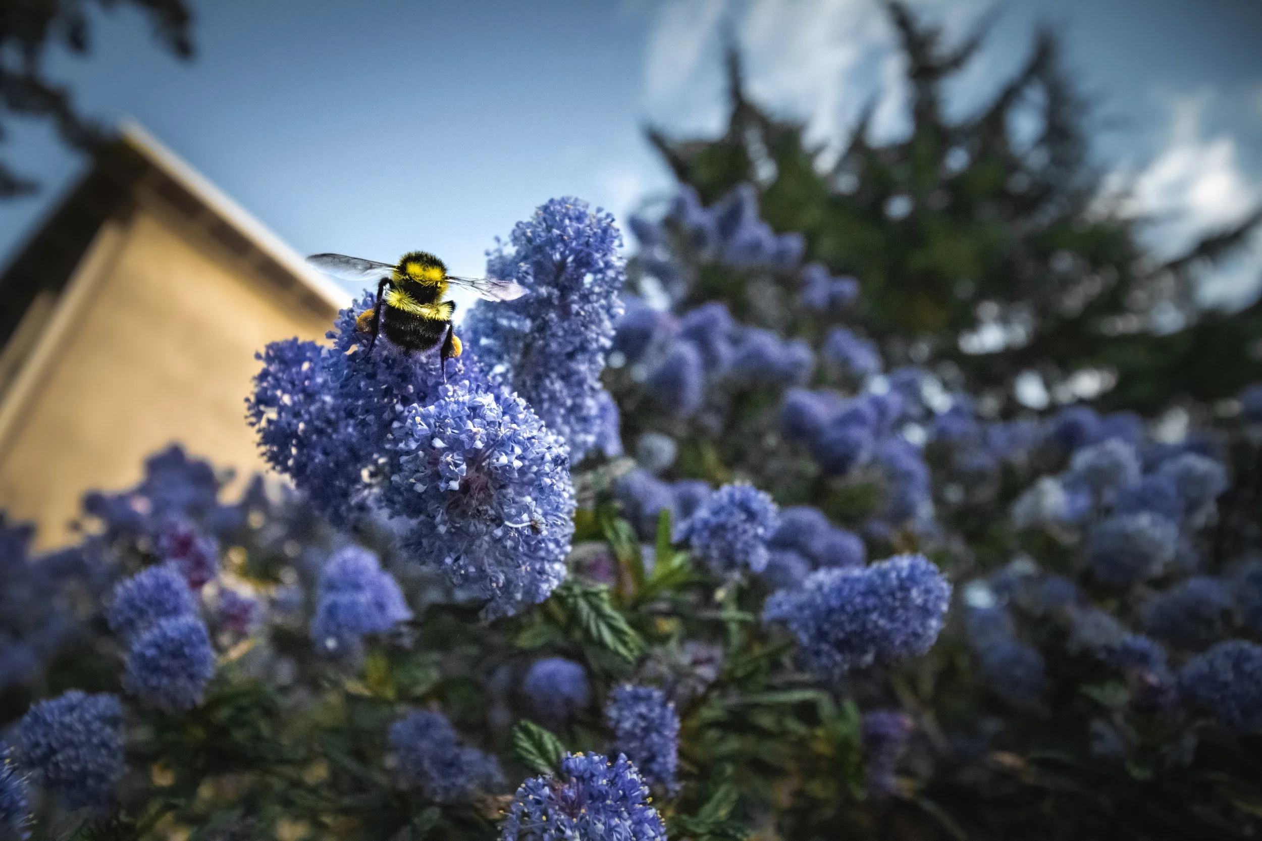 Bee.JPG