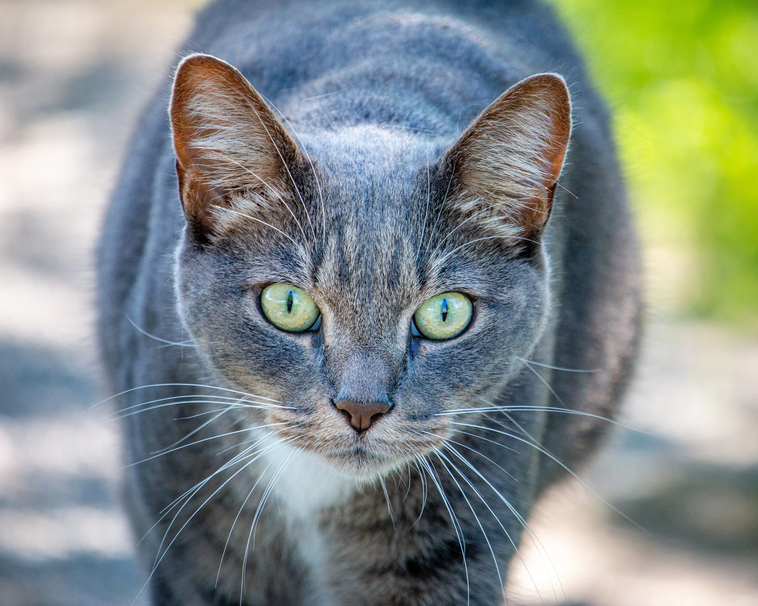 Pet Photography
