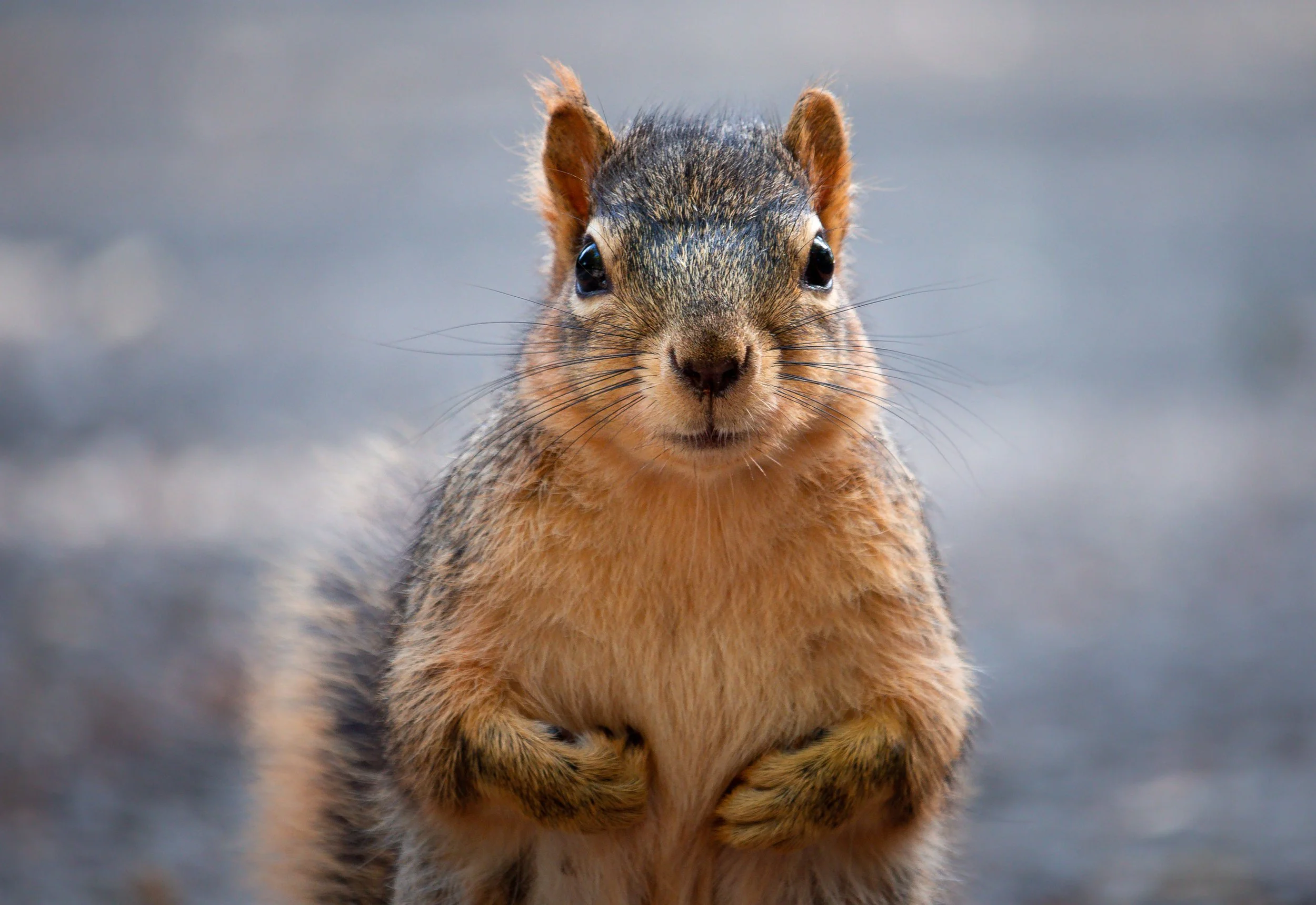 Squirrel_2.JPG