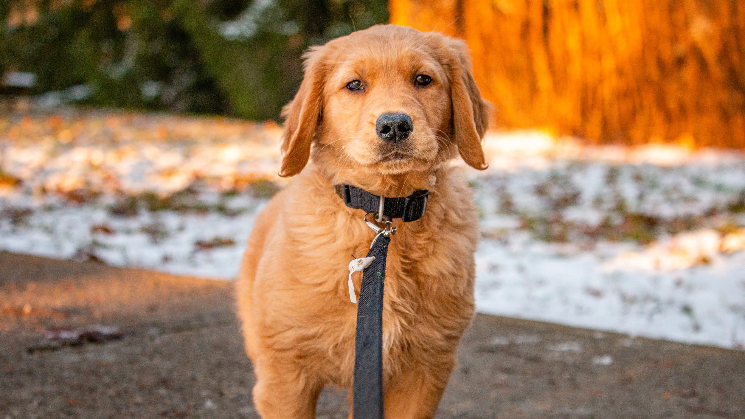 Max_puppy.jpg