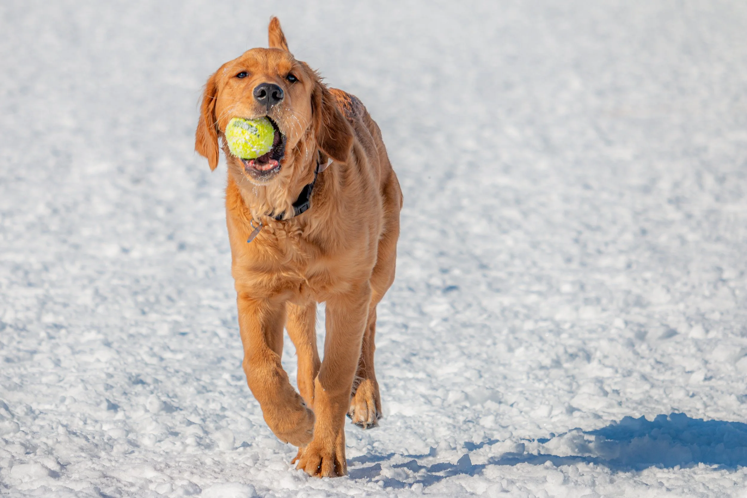 Pet Photography