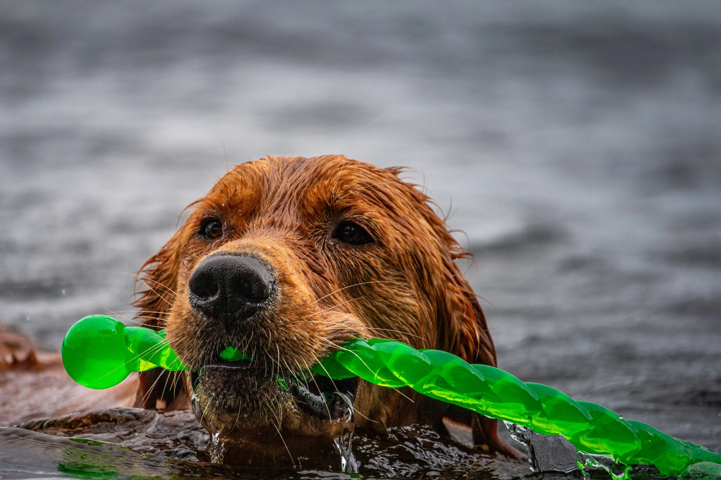 Max_swimming.jpg