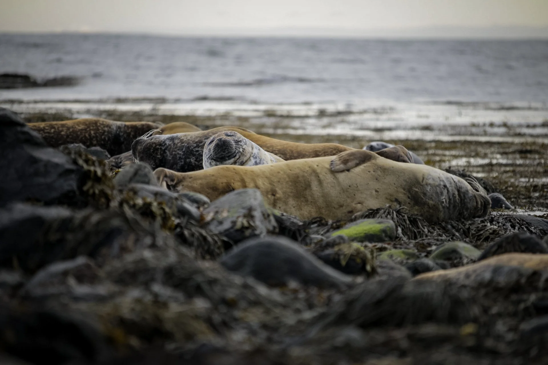 Iceland_seal.jpg