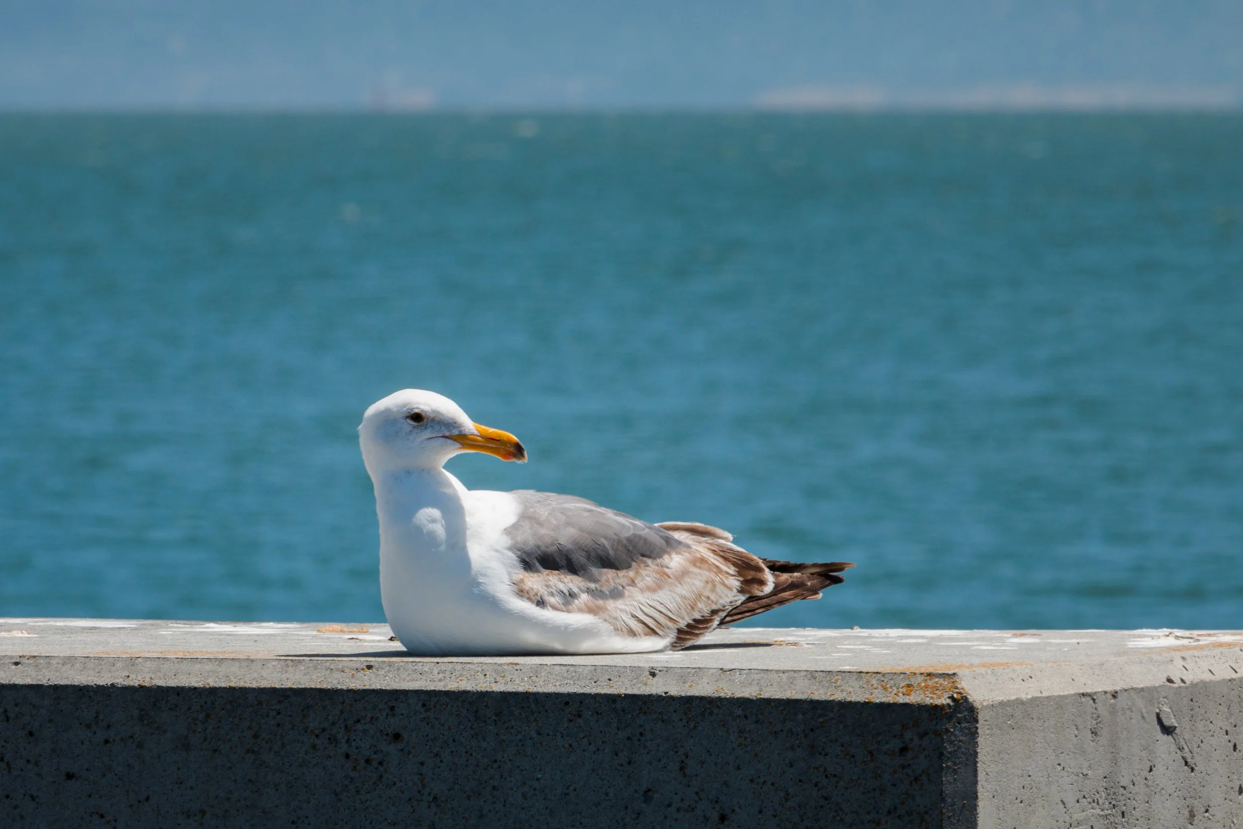 Bird.JPG