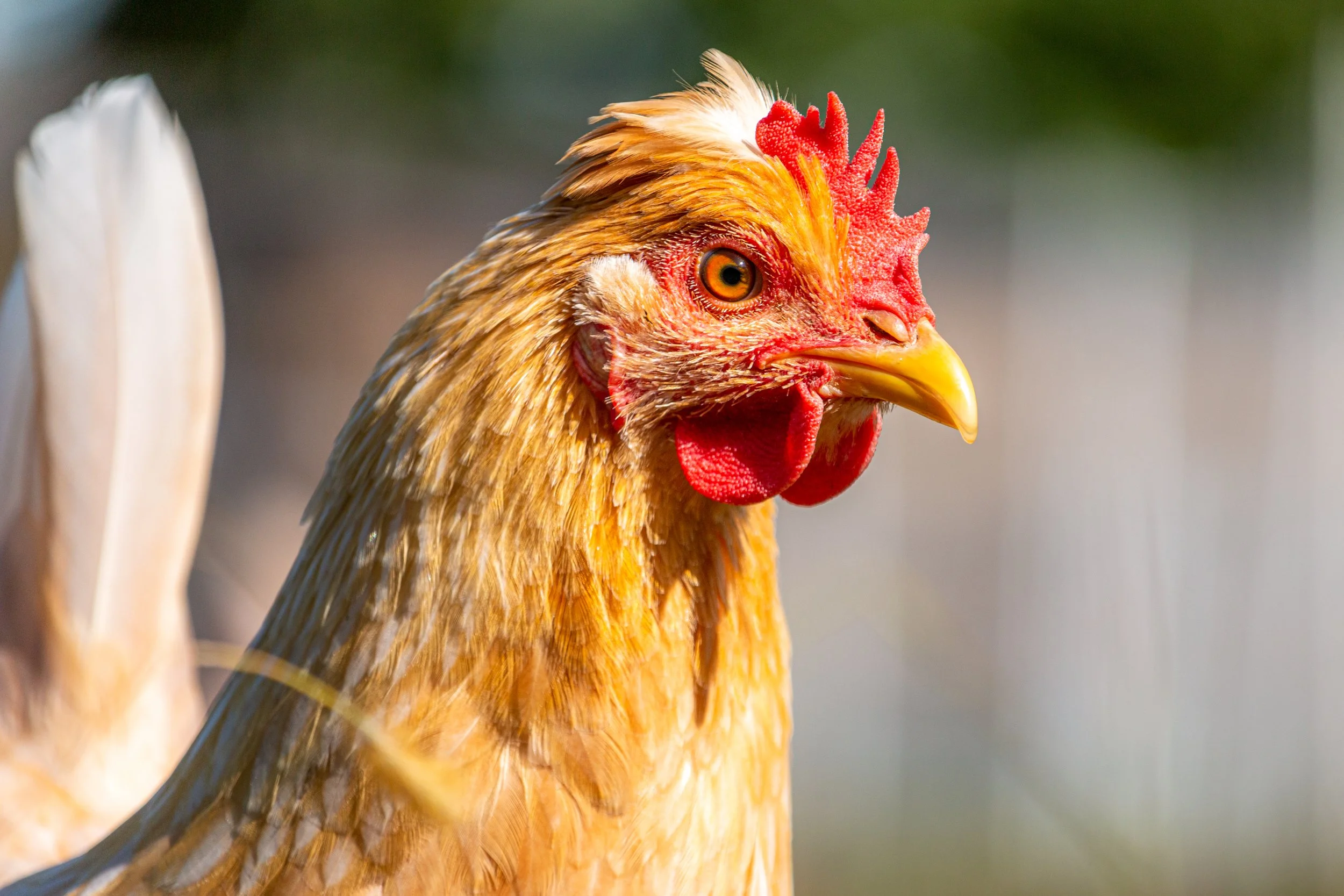 Chicken.jpg