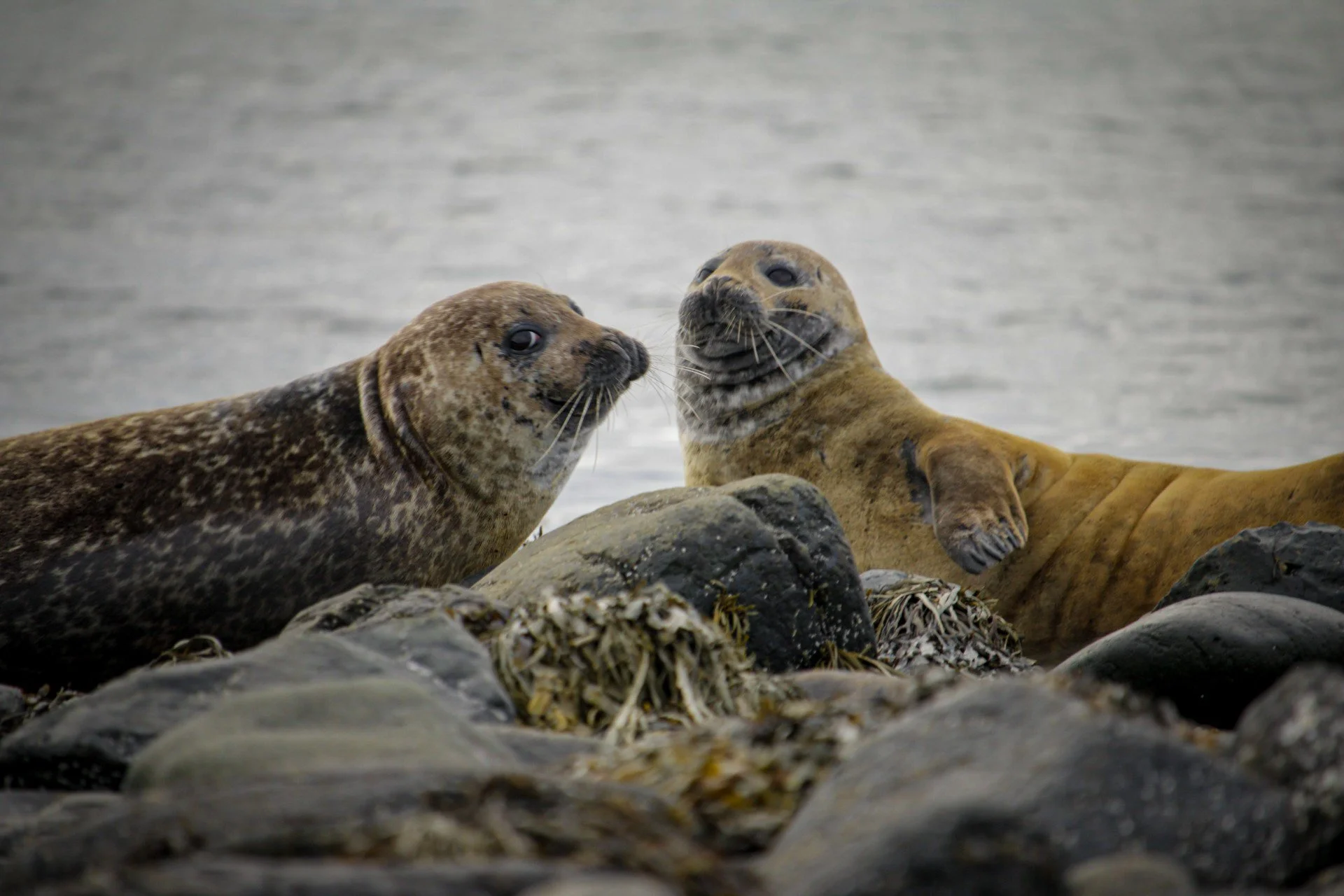 Iceland_seals.jpg
