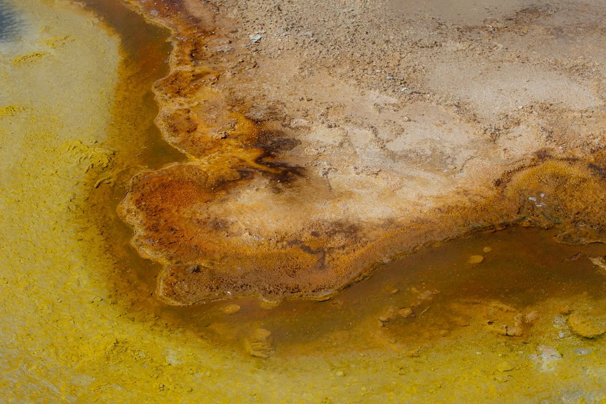 Bacterialscape-7.jpg