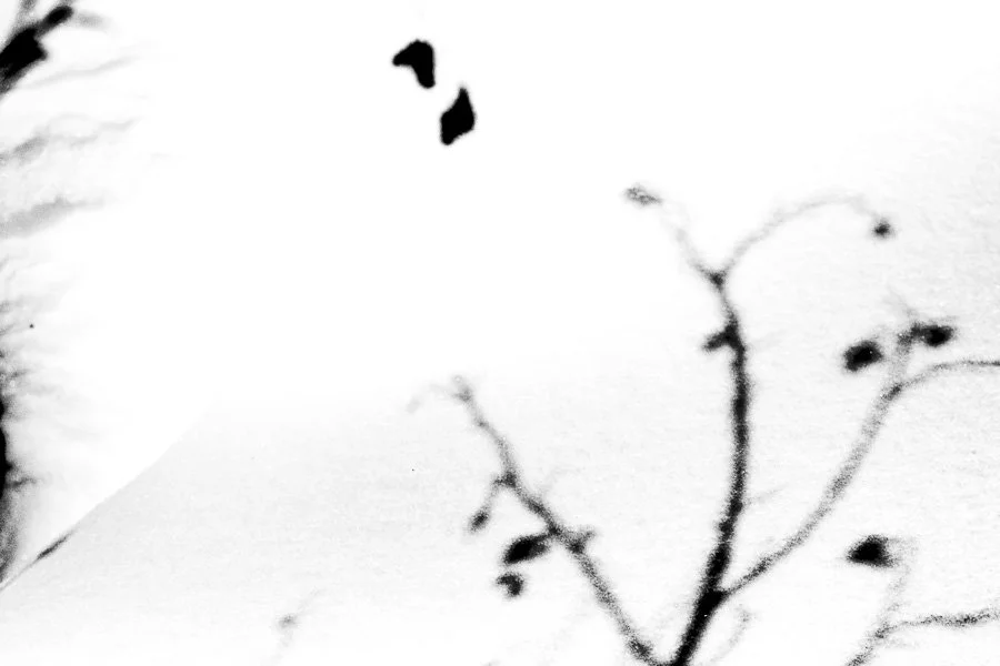 Ornamental