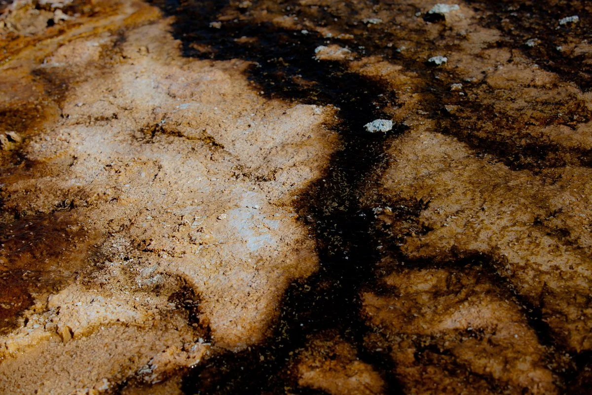 Bacterialscape-10.jpg