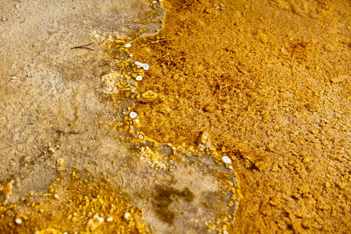 Bacterialscape-4.jpg