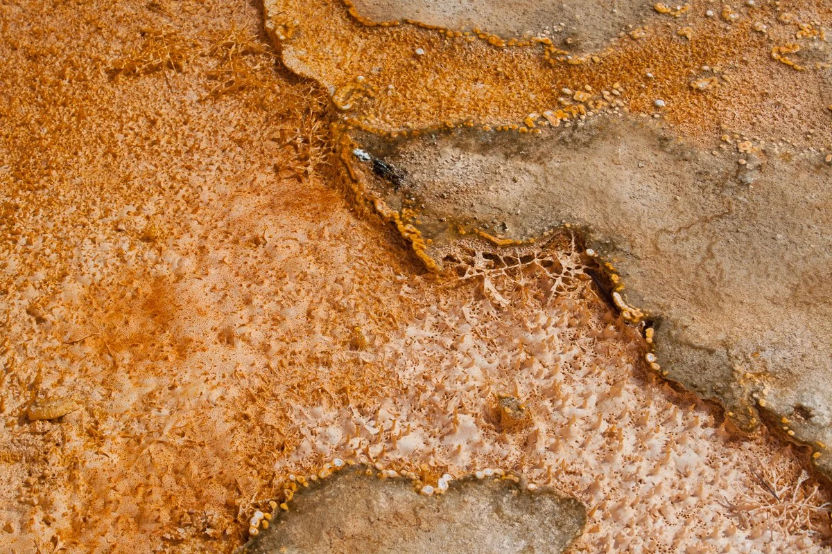 Bacterialscape-5.jpg