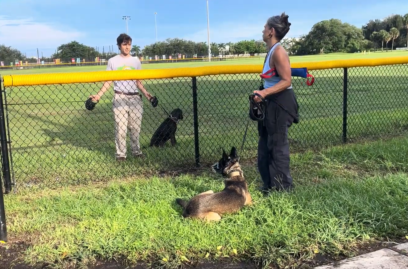 Real-world environmental proofing and behavioral remediation session for K9 clients in Wellington.