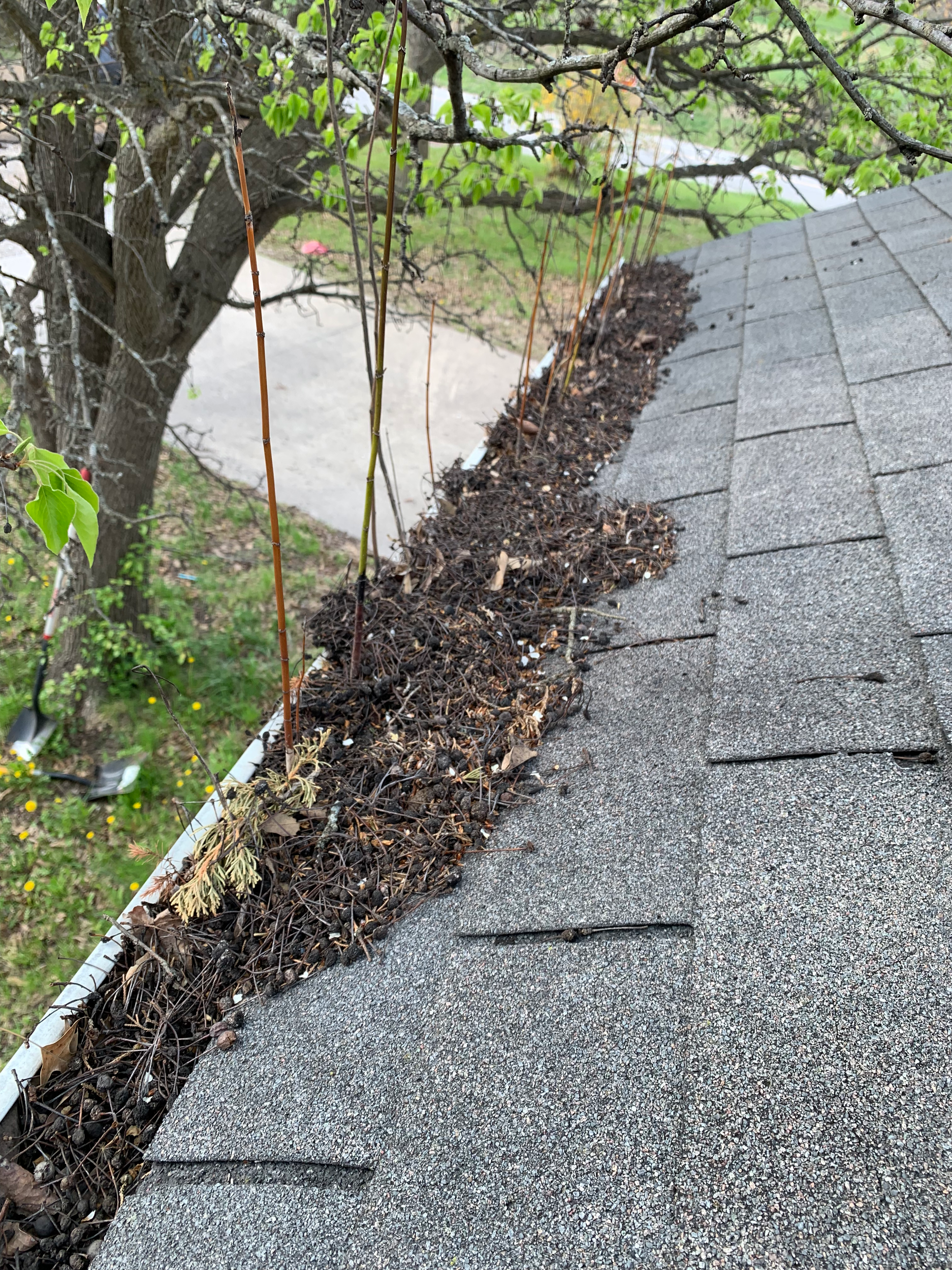 A gutter filled with dead leaves and debris, along the edge of a house's shingled roof, with a tree and lawn in the background.