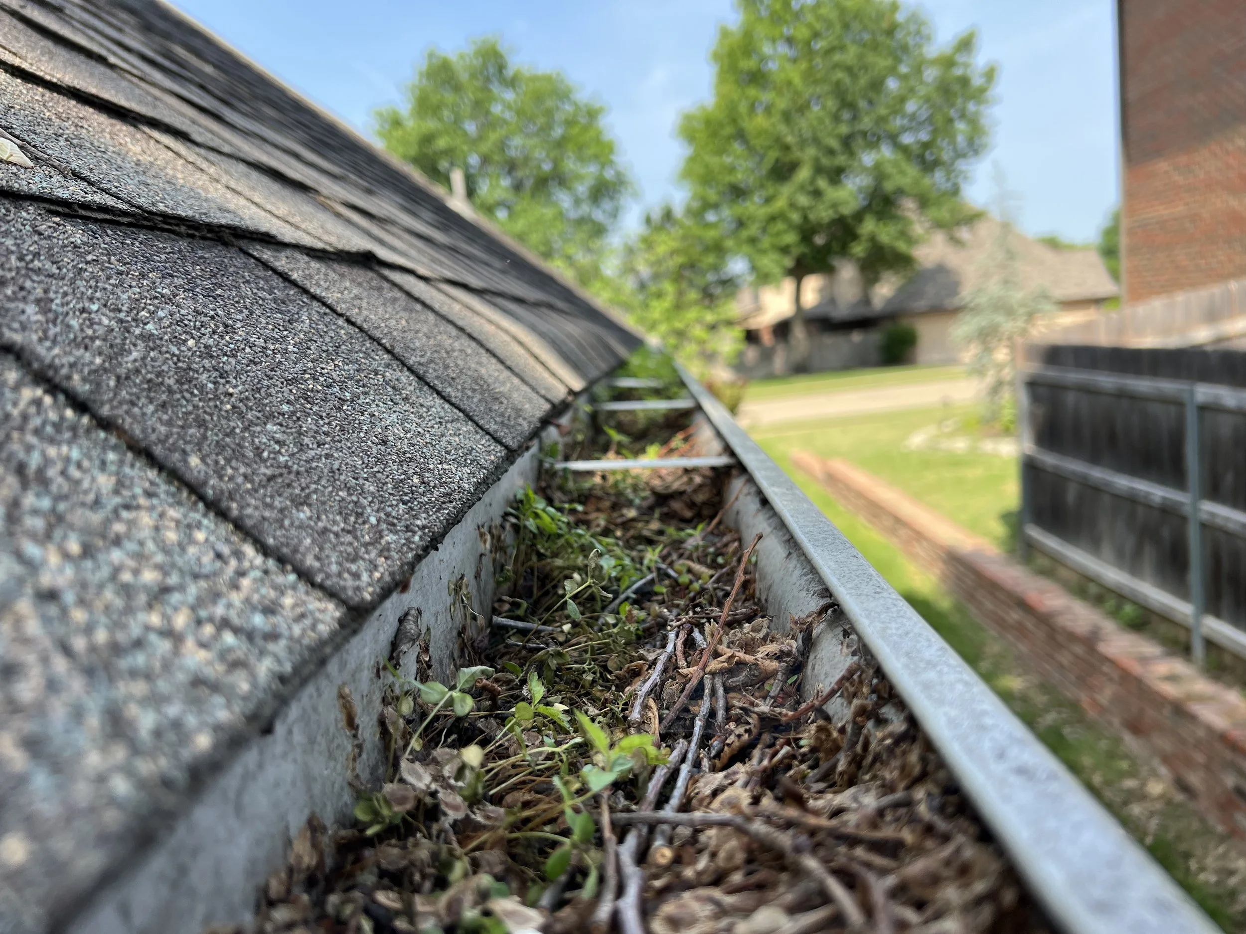 Close-up of a residential roof with asphalt shingles, gutters with signs of debris, and green plants growing between the shingles and gutter.