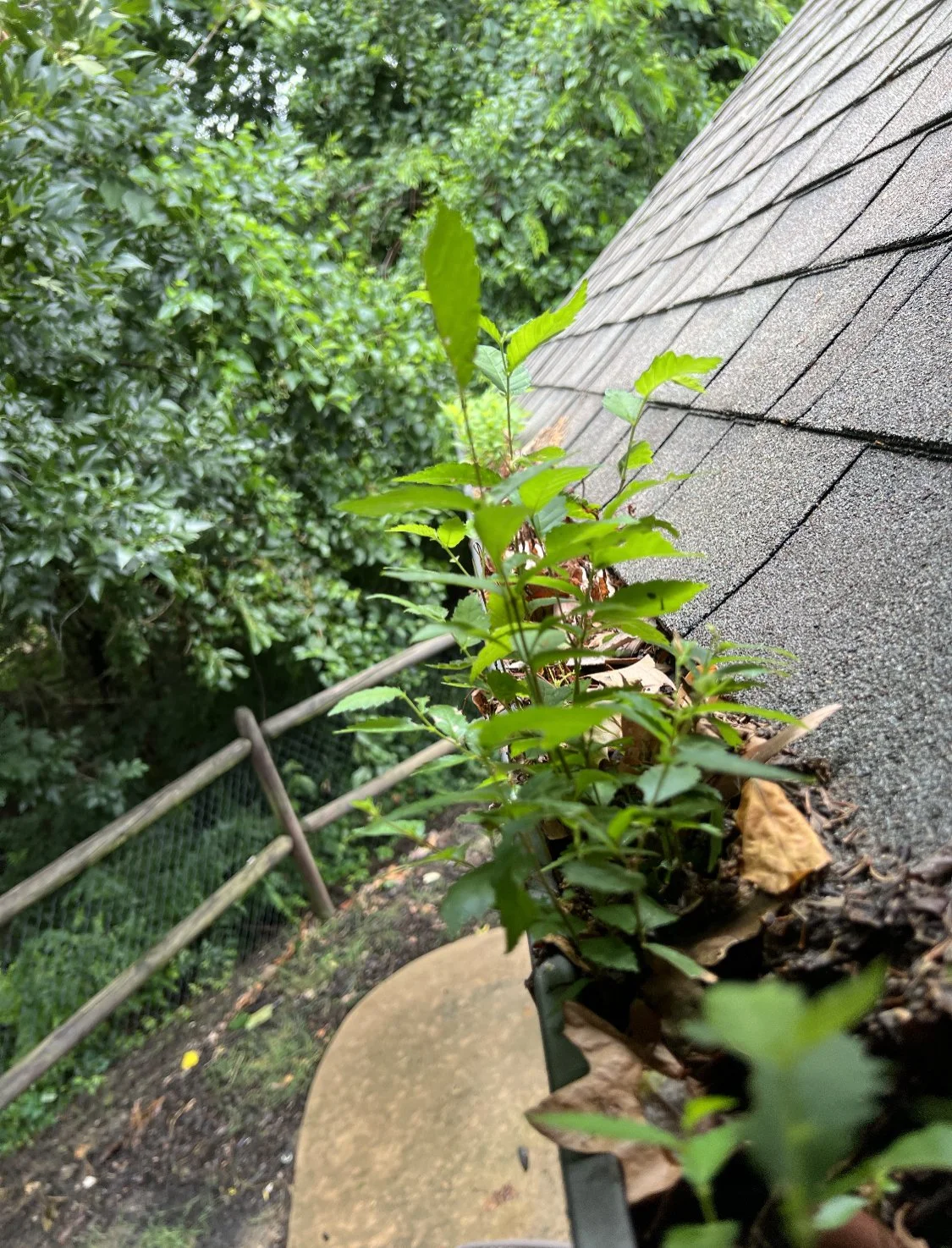 Close-up of green plants growing along the edge of a roof, with dense trees in the background and a wooden fence visible in a backyard setting.