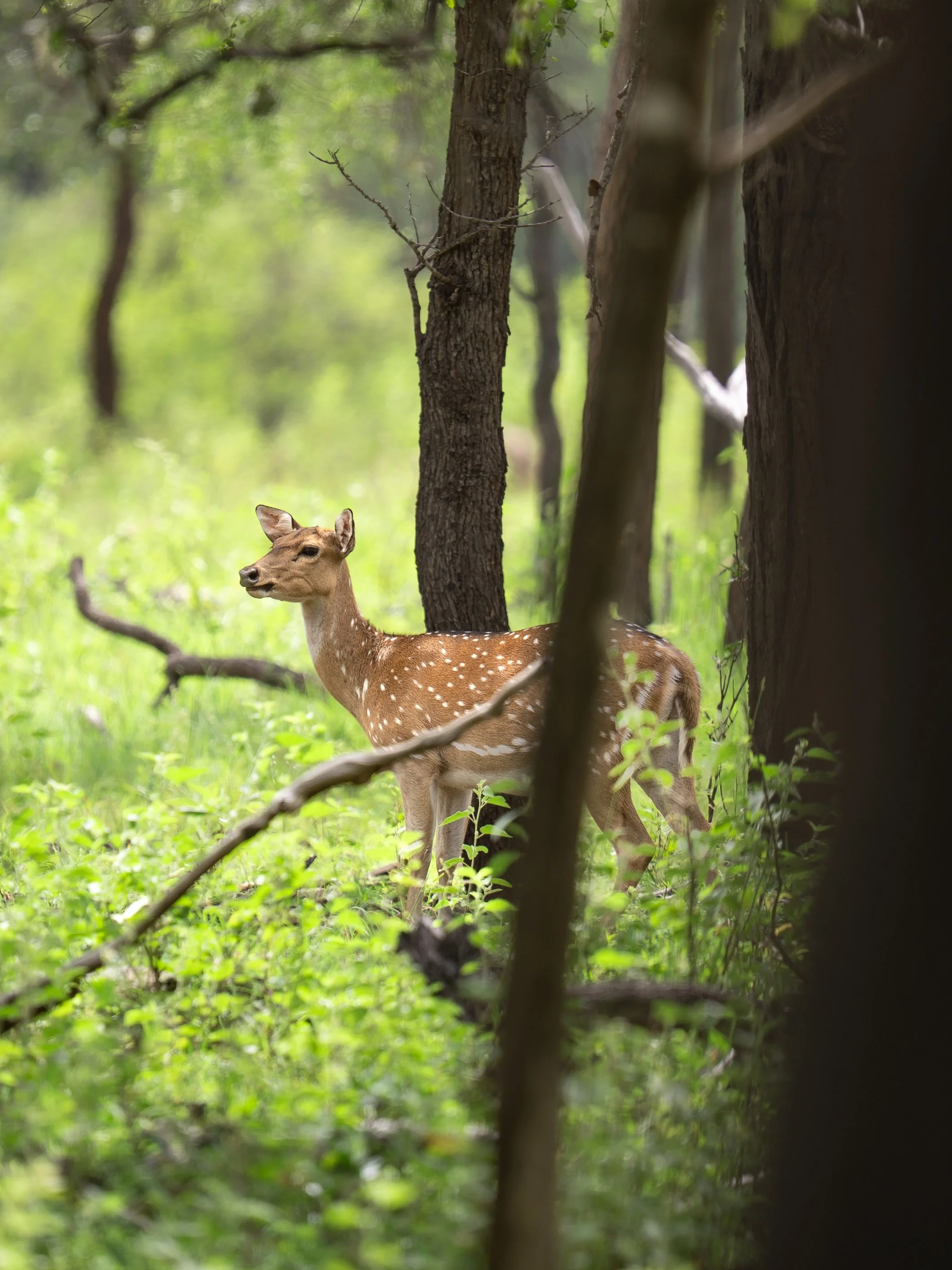 A young spotted deer standing in a forest with green foliage and trees, viewed through a gap in the branches.