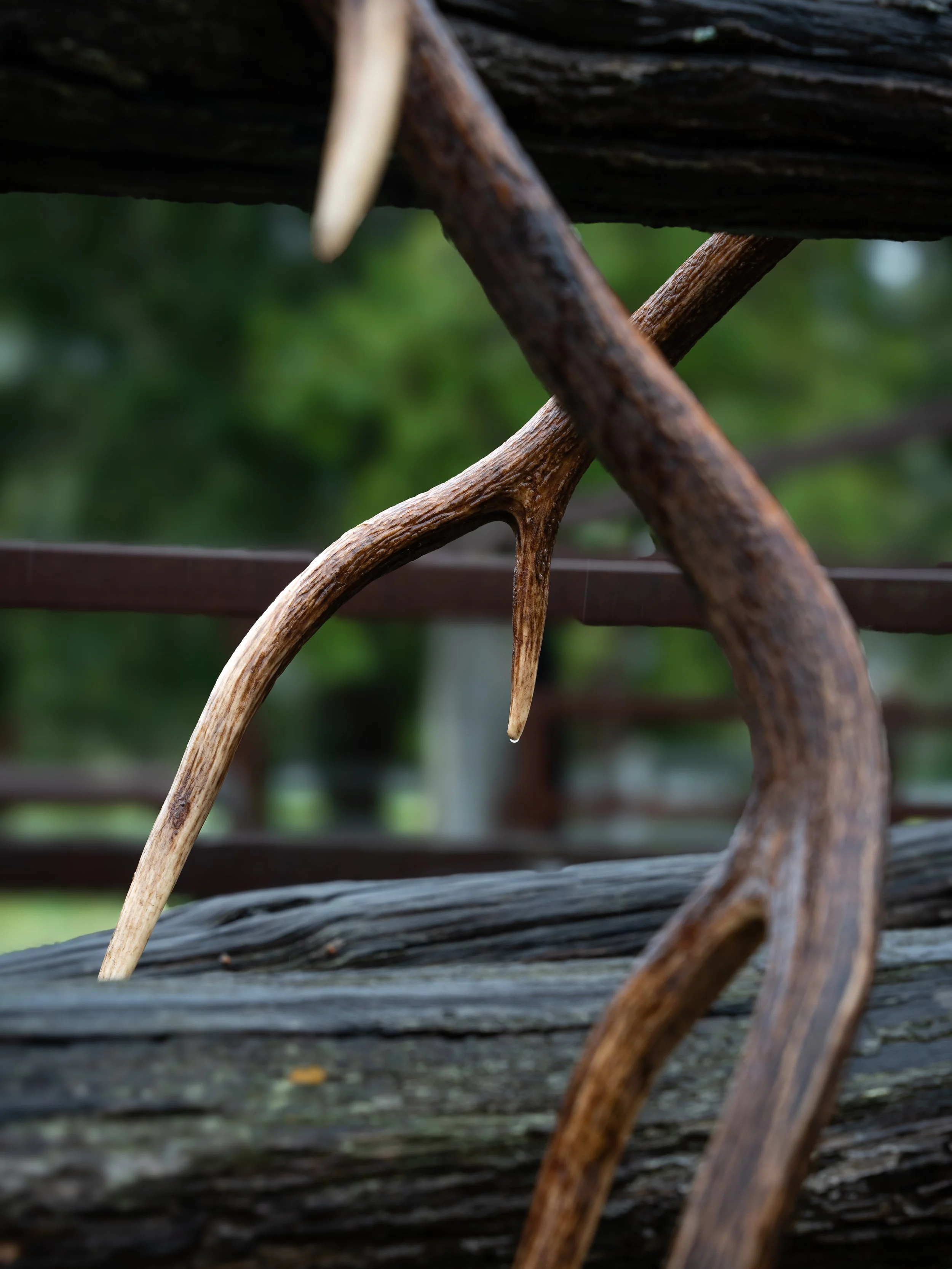 Close-up of intertwined, weathered wooden branches forming a rustic fence, with a blurred green background.