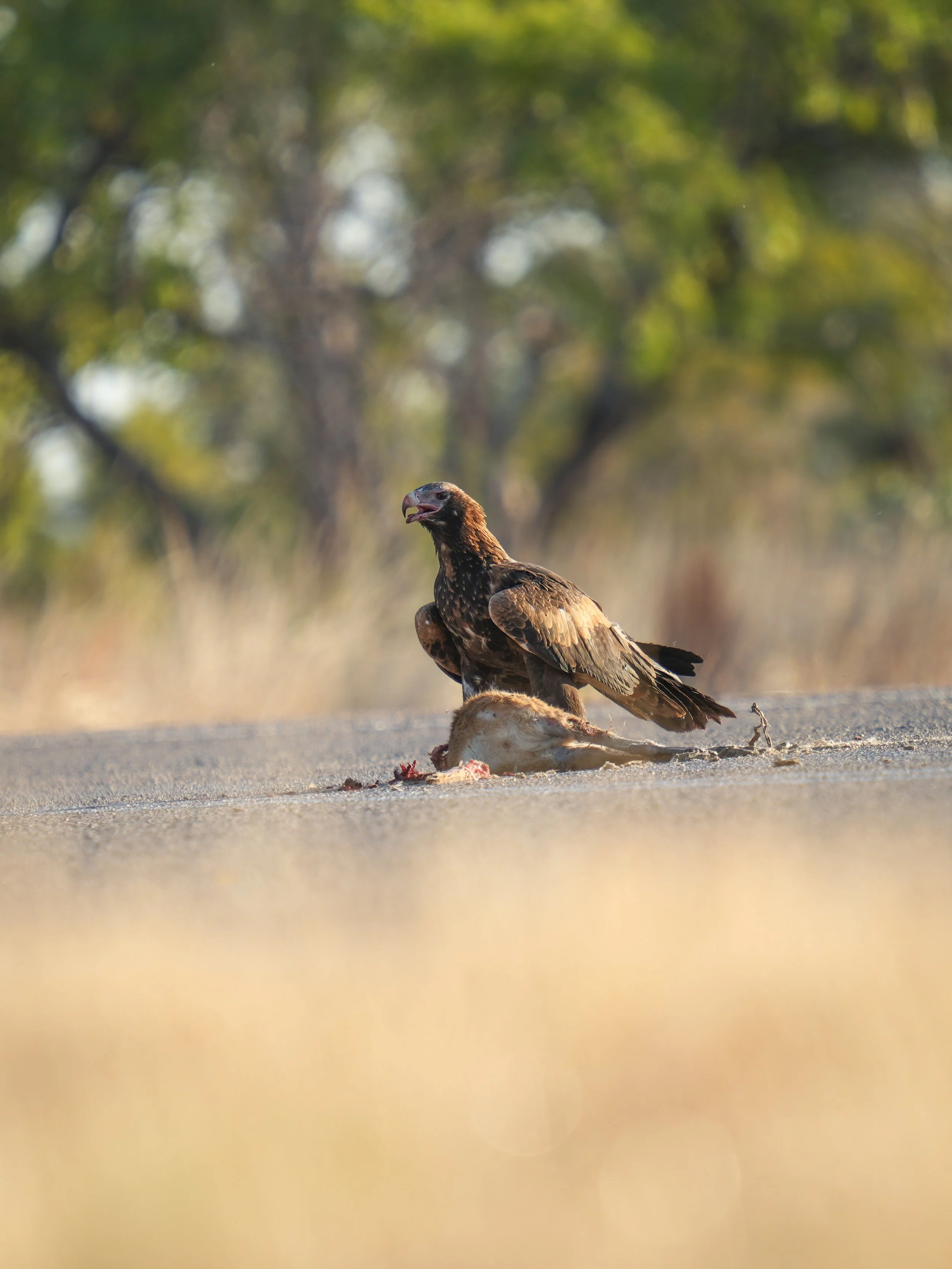 A hawk standing on the ground next to a small rodent, with blurred green trees in the background.