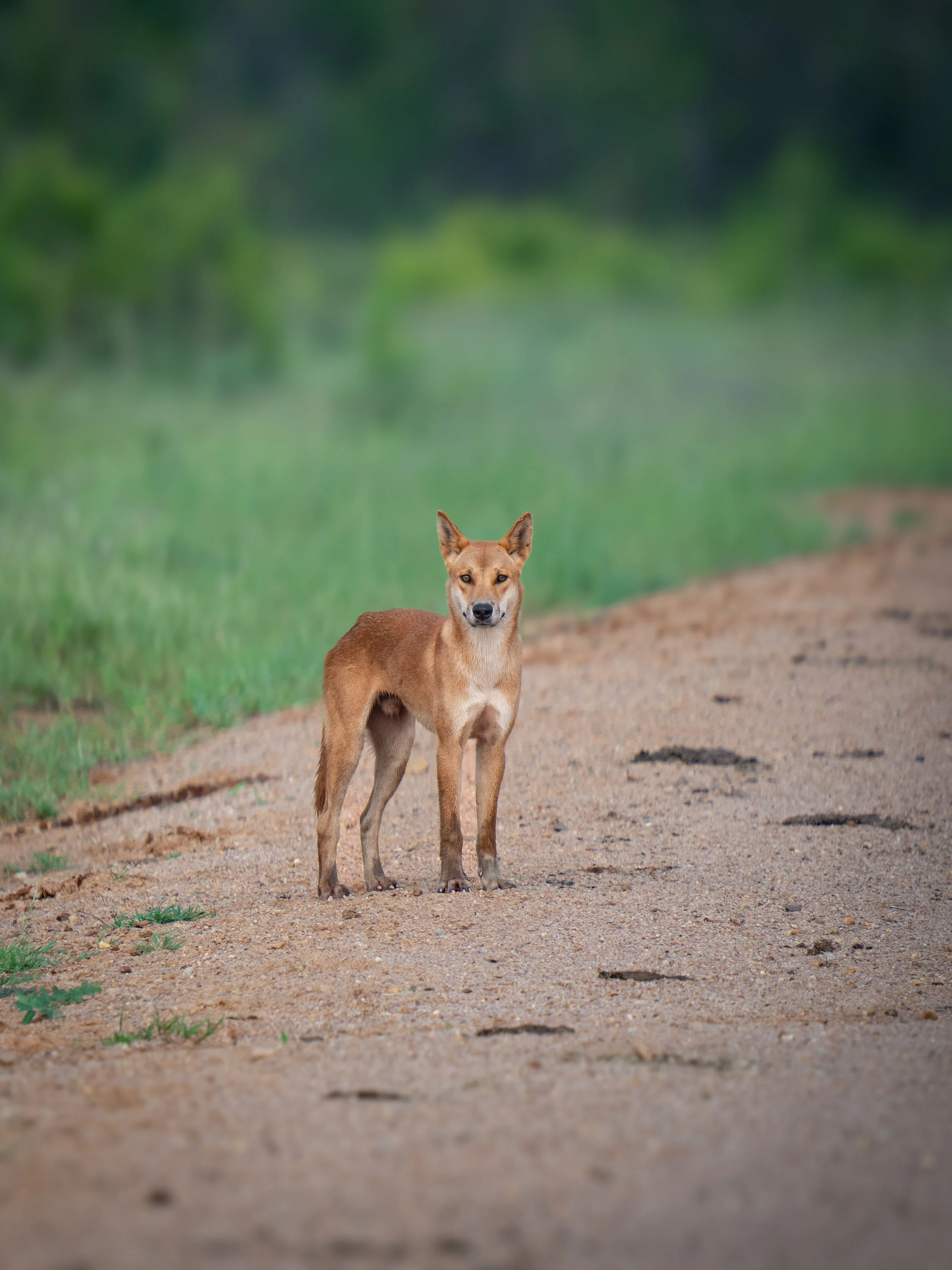 A dog standing on a dirt path with greenery and trees in the background.