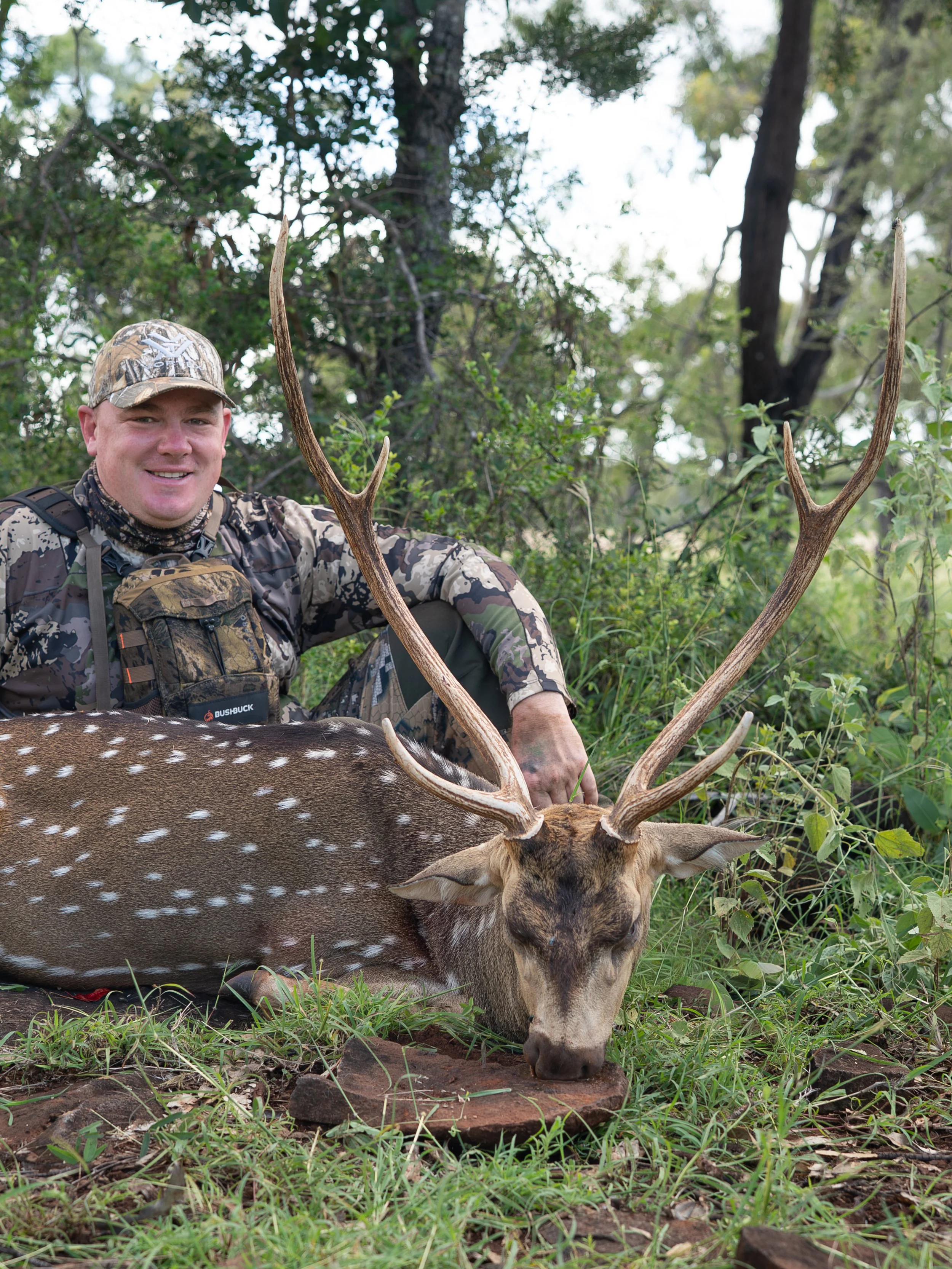 A man dressed in camouflage clothing with a cap and backpack, sitting in a wooded area with dense trees and green foliage, holding antlers of a large deer with white spots, as the deer grazes on the grass.