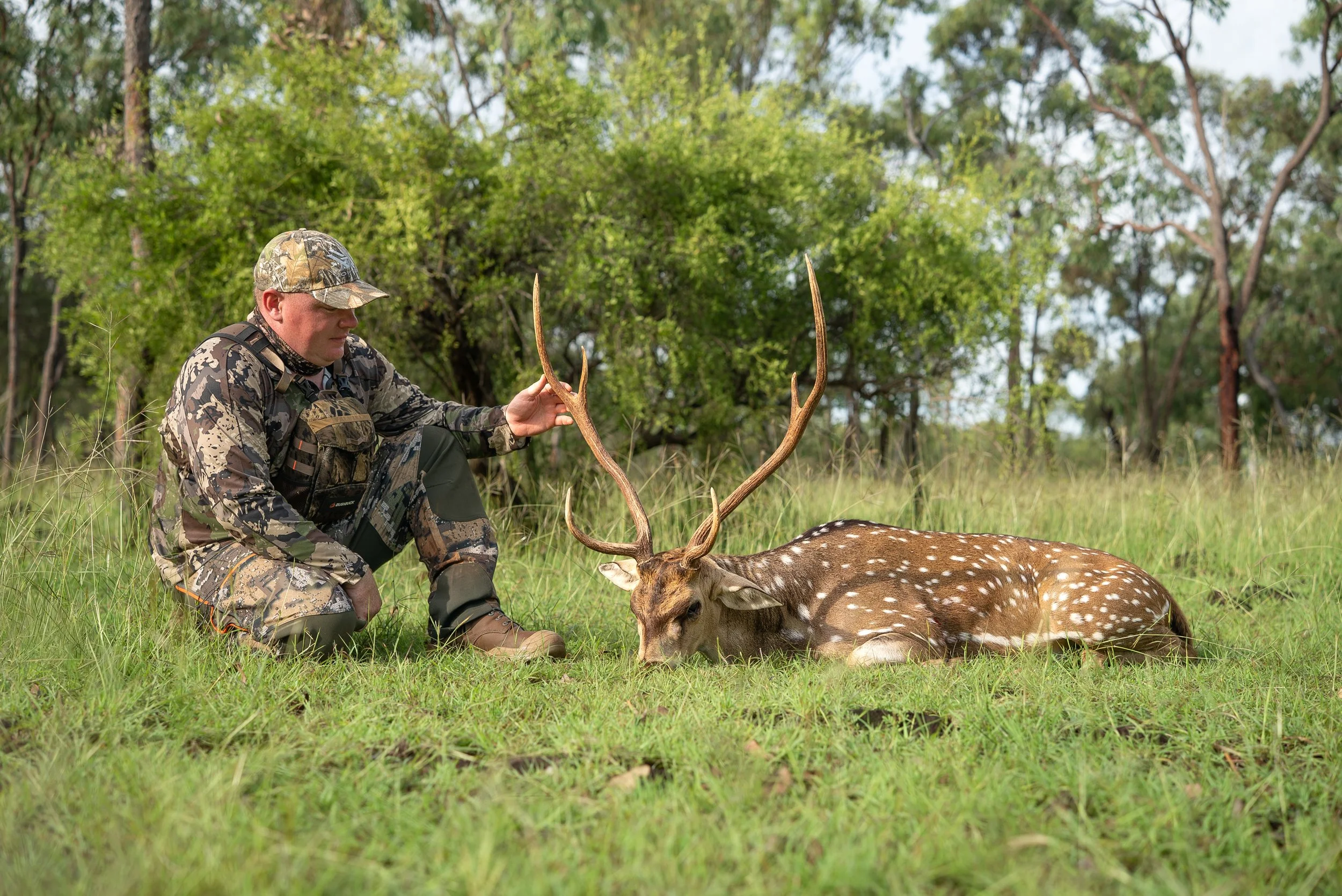 A hunter in camouflage gear kneeling next to a resting deer with antlers, in a forested area with green trees and grass.