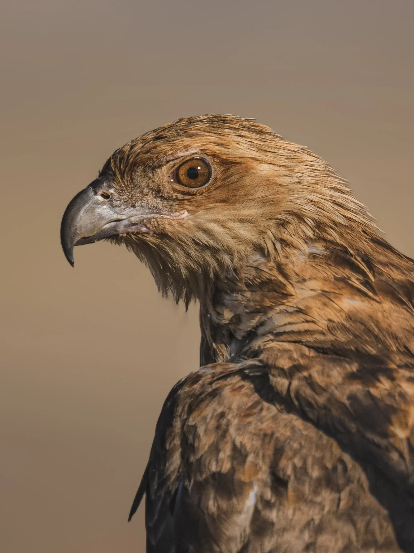 Close-up of a bird of prey, showing its head and upper body, with brown feathers, sharp curved beak, and amber eyes, against a plain background.
