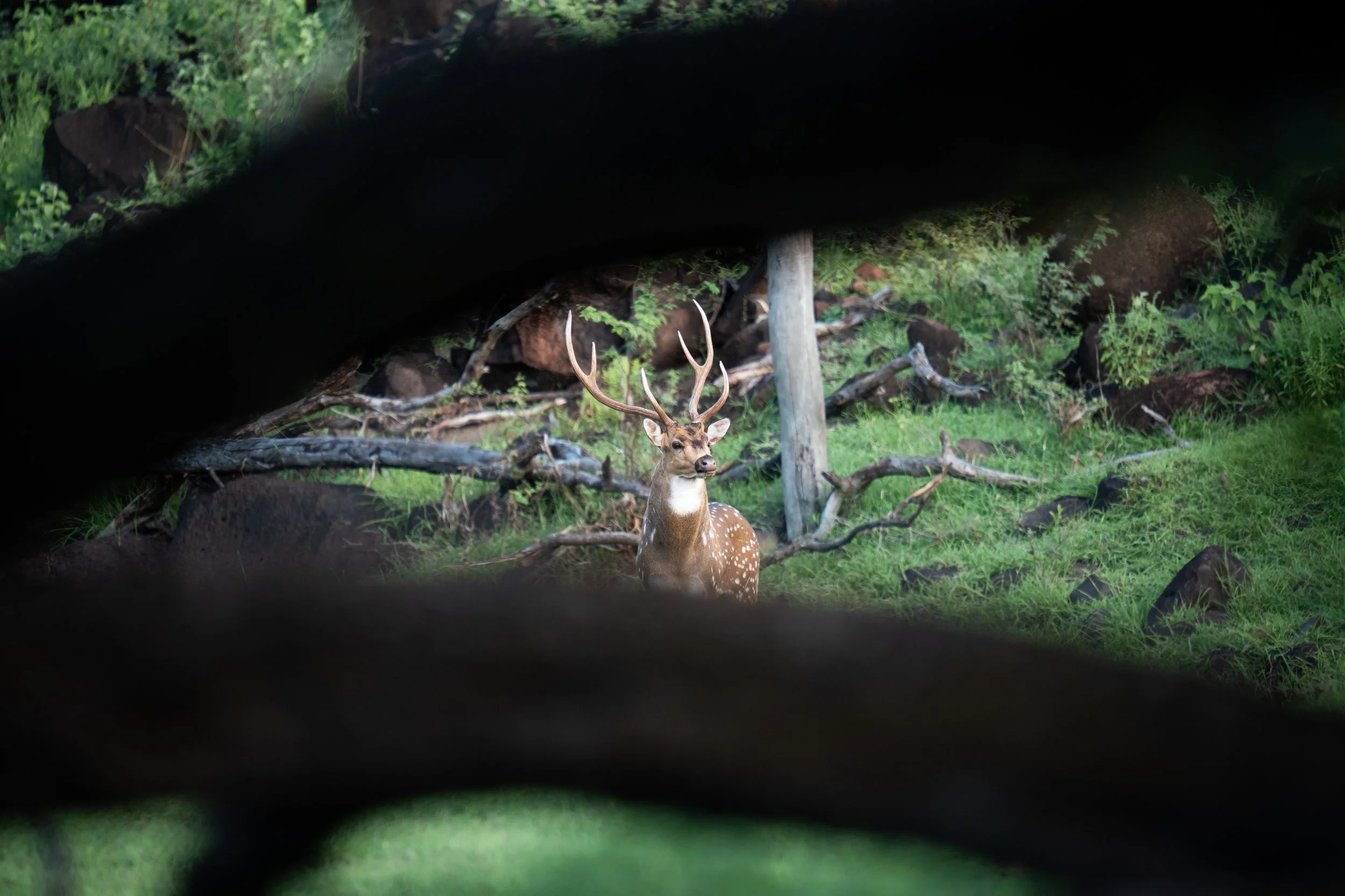 View of a deer with antlers standing on the grass, captured through a small opening in a wooden structure, with greenery and rocks in the background.