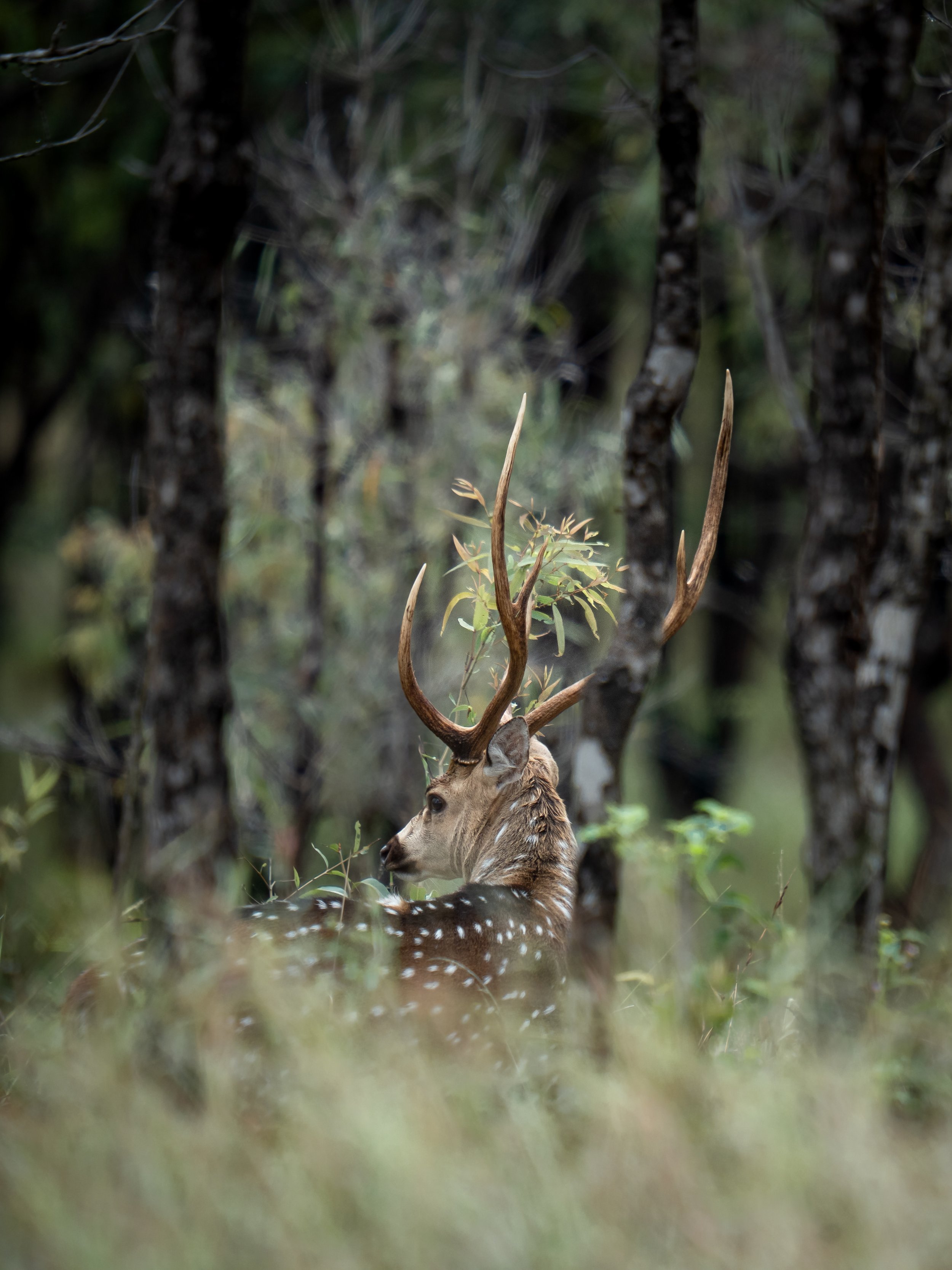 A deer standing among trees in a forest, seen through foliage.