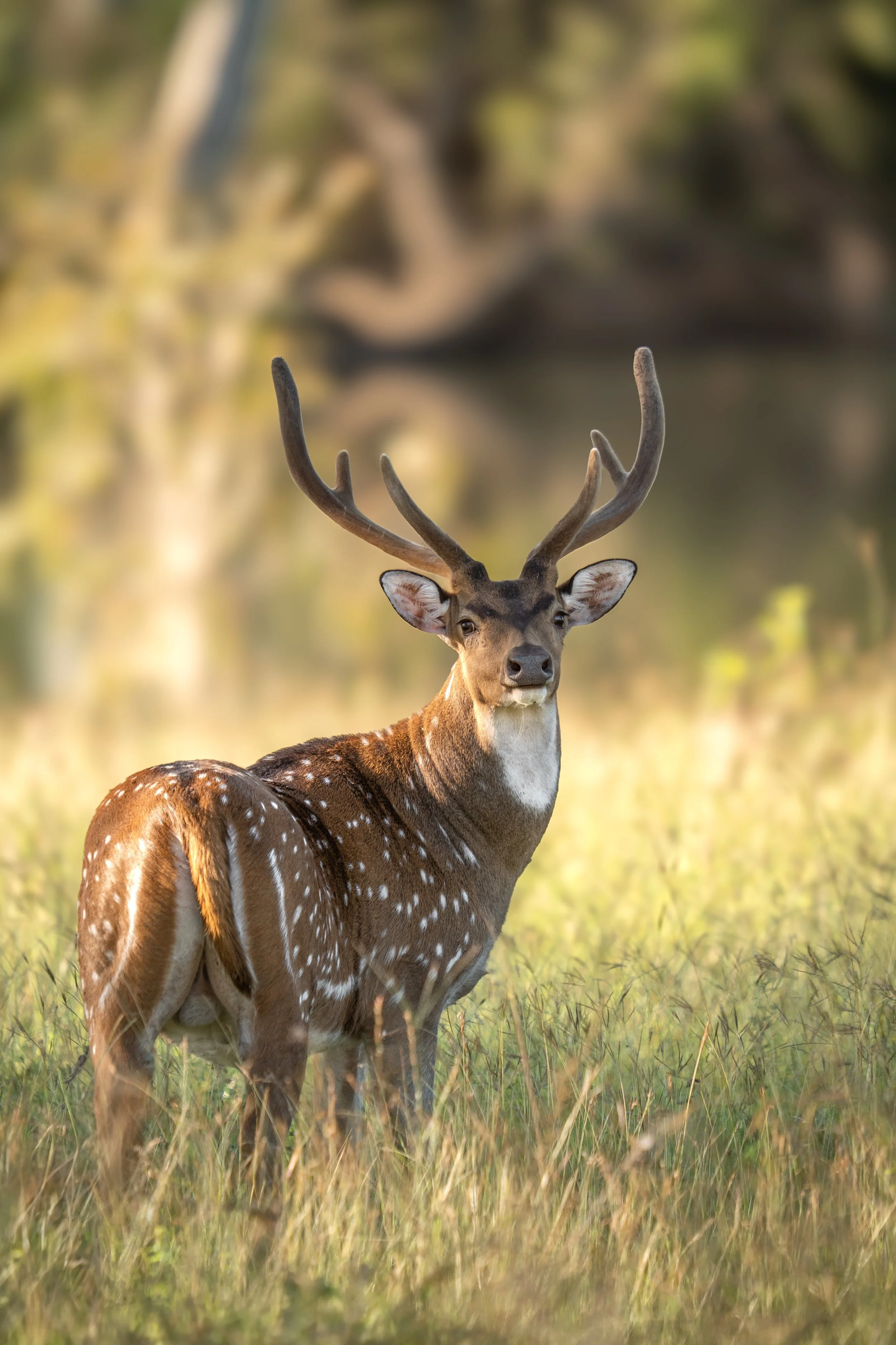A deer with large antlers standing in a grassy field with a blurred background of trees and water.