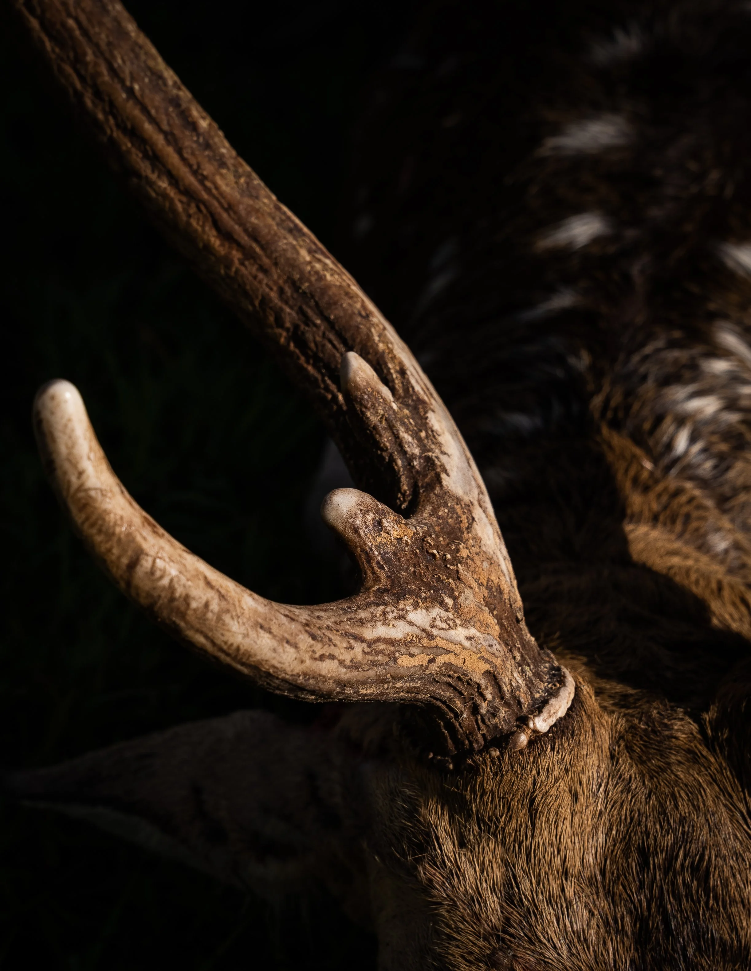 Close-up of a deer antler with textured, weathered surface, resting on dark, furry background.