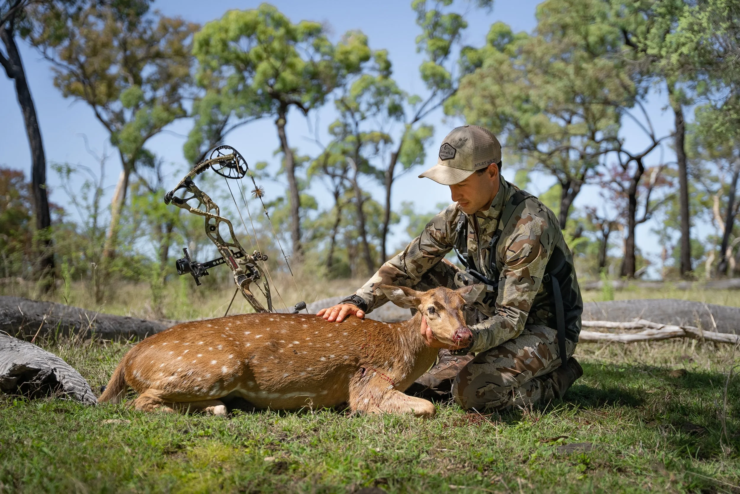 A man in camouflage clothing and a beige cap kneels on the grass, holding a large deer on the ground. The deer has a bloodied wound and a poacher’s arrow in its side. The man appears to be inspecting or caring for the deer in a wooded area with green