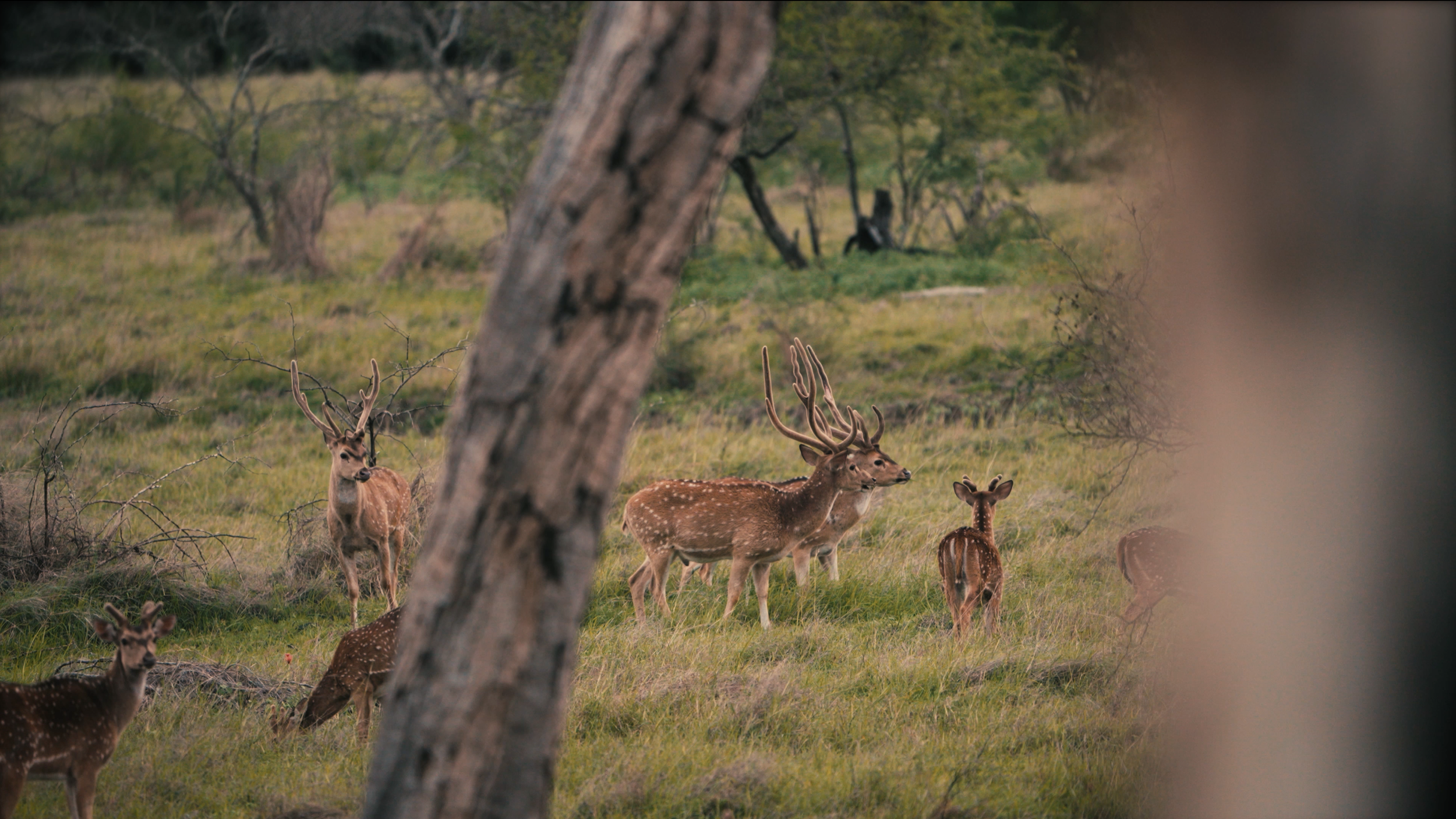 A herd of deer, including a stag with large antlers, grazing in a grassy area behind a tree trunk in a forested environment.