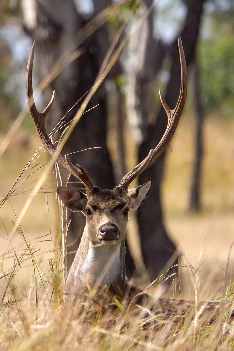 A deer with large antlers sitting in tall grass near a tree in a forest.