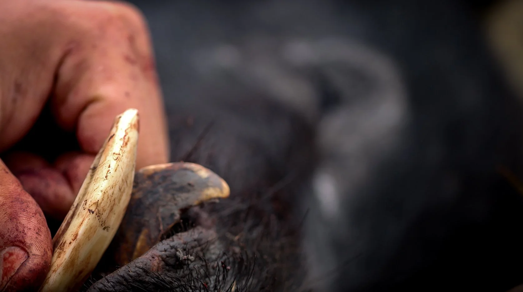 Close-up of a person using a bone tool on a dark, furry surface, possibly animal hide or fur.