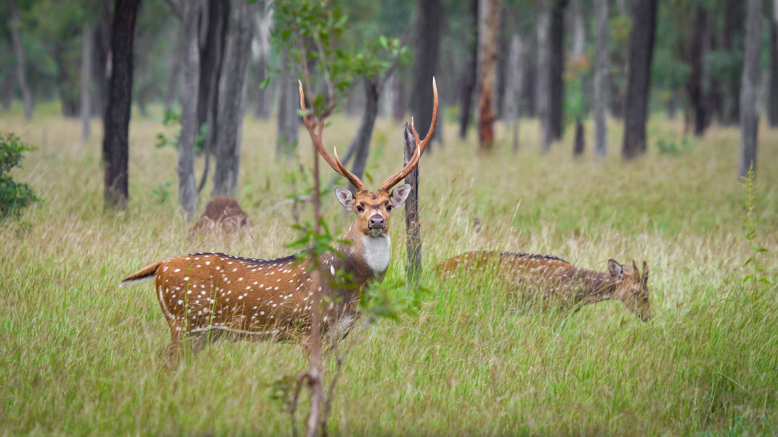 A deer with antlers standing in a grassy clearing in a forest, with another deer lying on the ground nearby.
