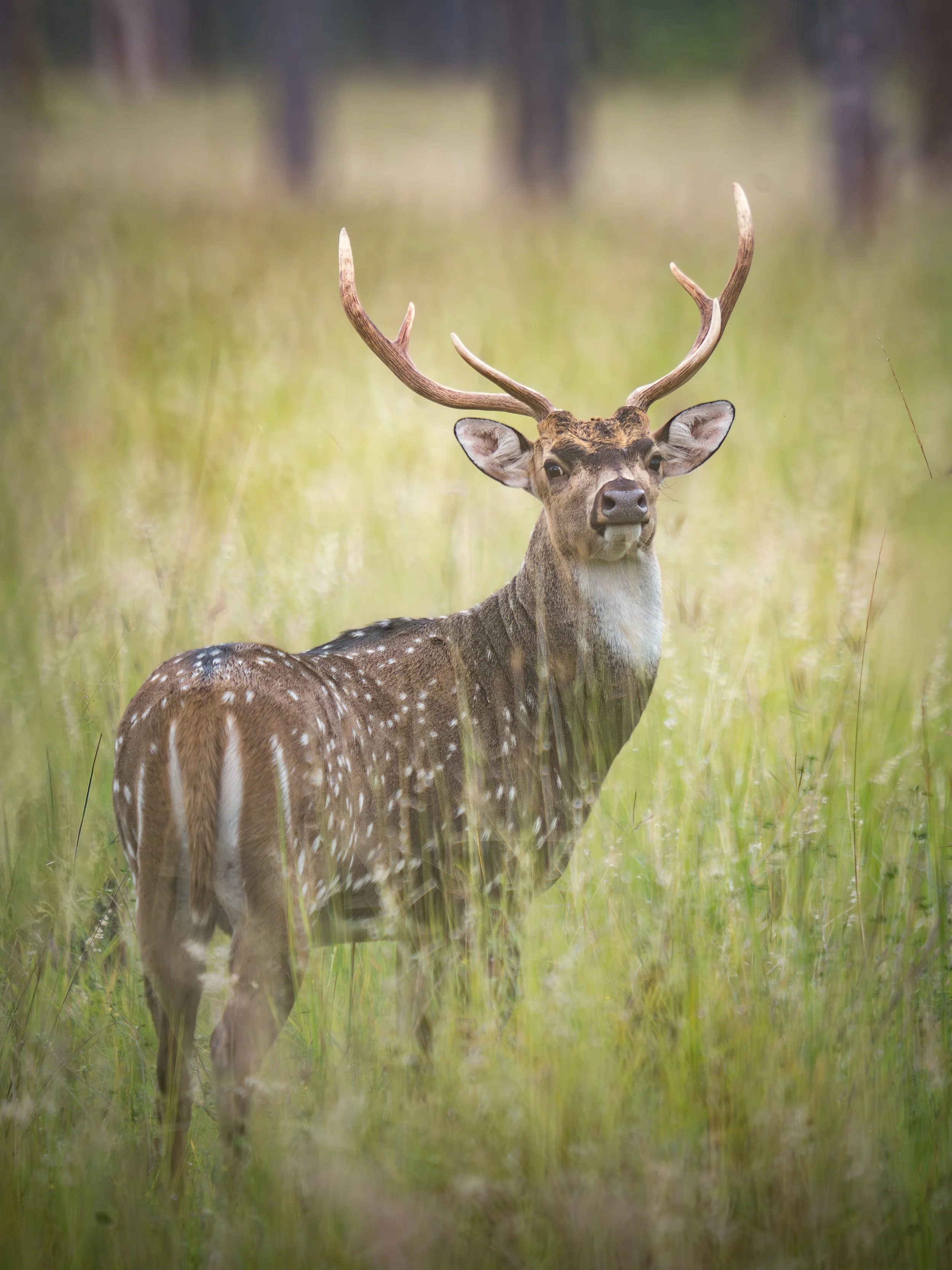 A deer with antlers standing in a grassy field with a blurred background of trees.