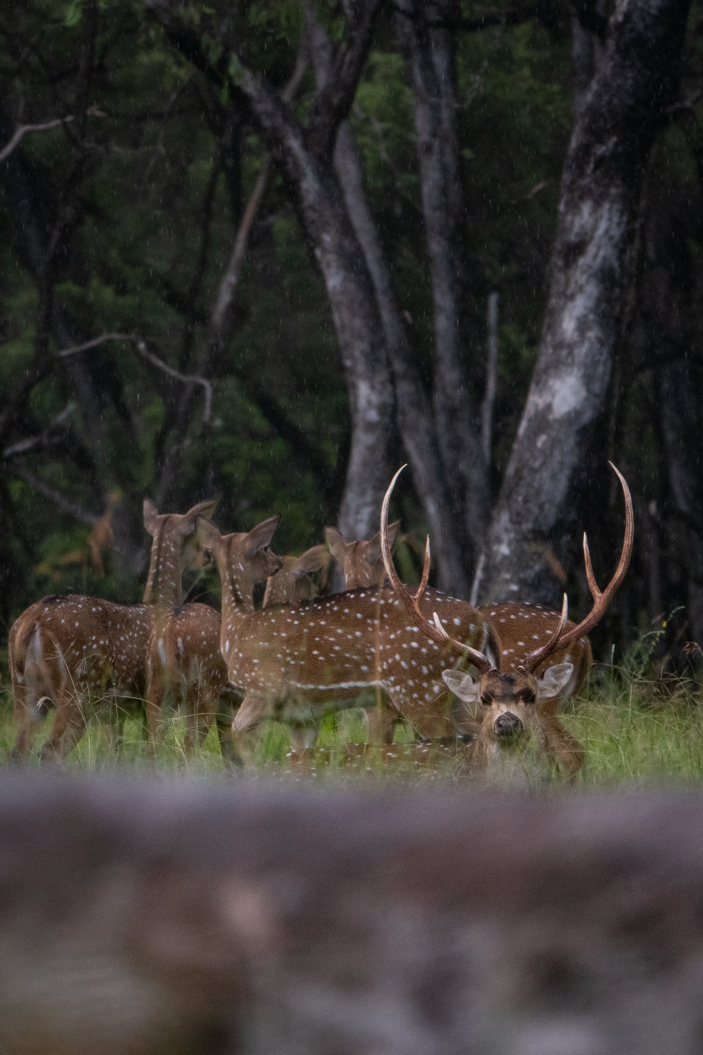 A group of spotted deer standing on grass in a forest with trees in the background.