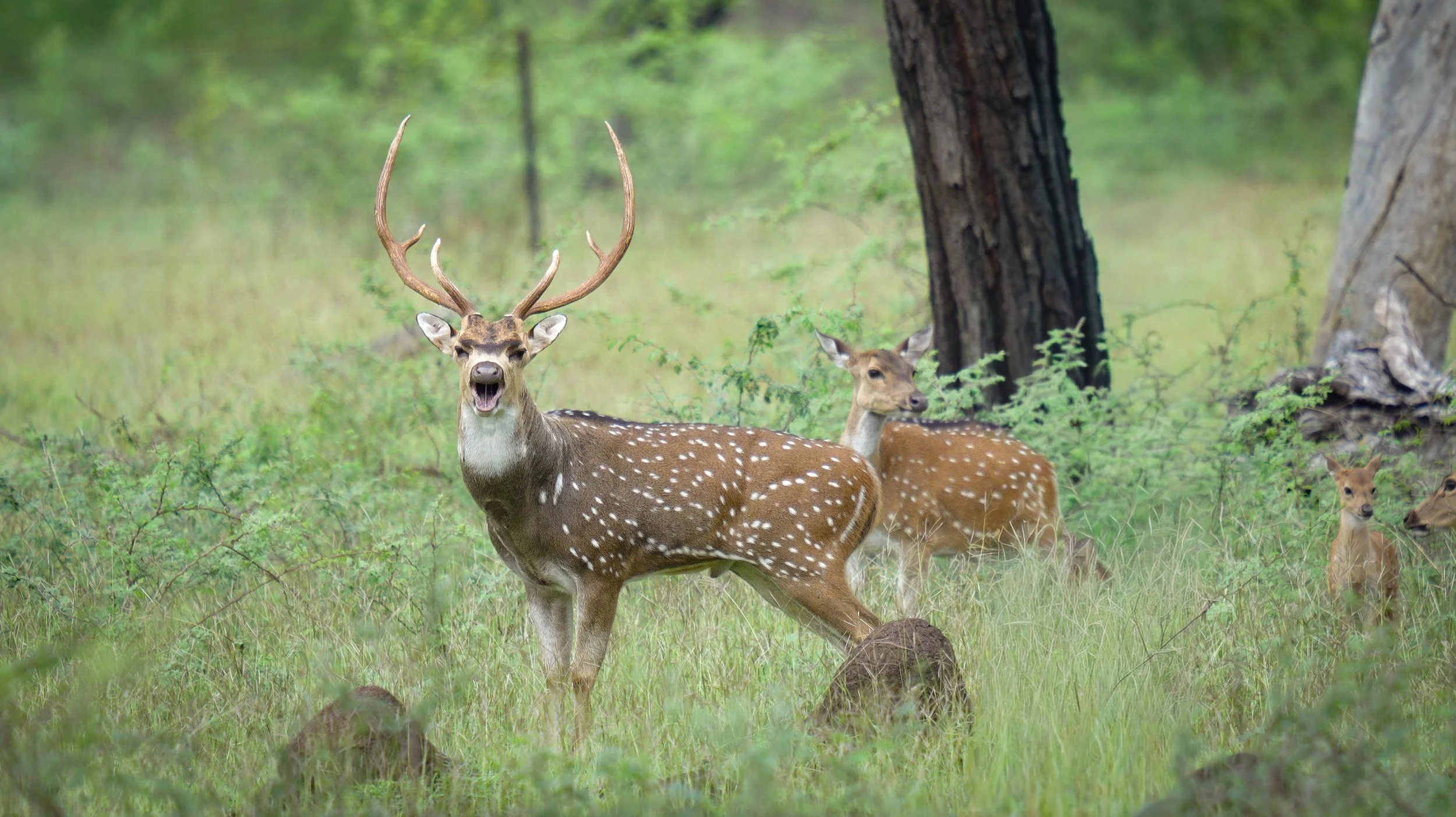 A group of deer, including a stag with prominent antlers, standing in a grassy forested area.