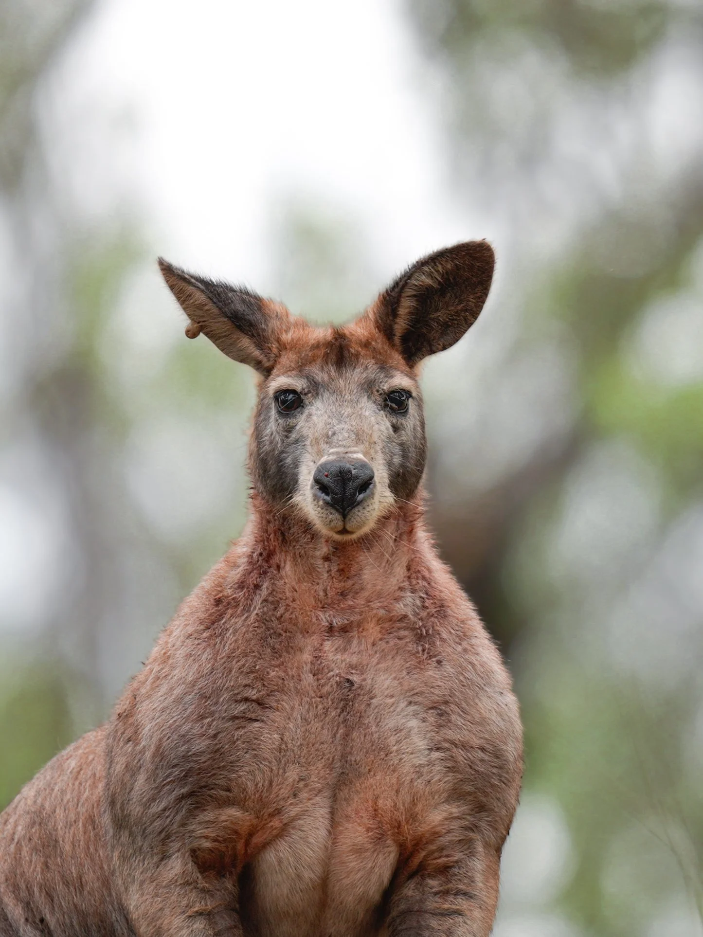 A young kangaroo, or joey, with brown fur, large ears, and dark eyes looking directly at the camera, set against a blurred outdoor background.