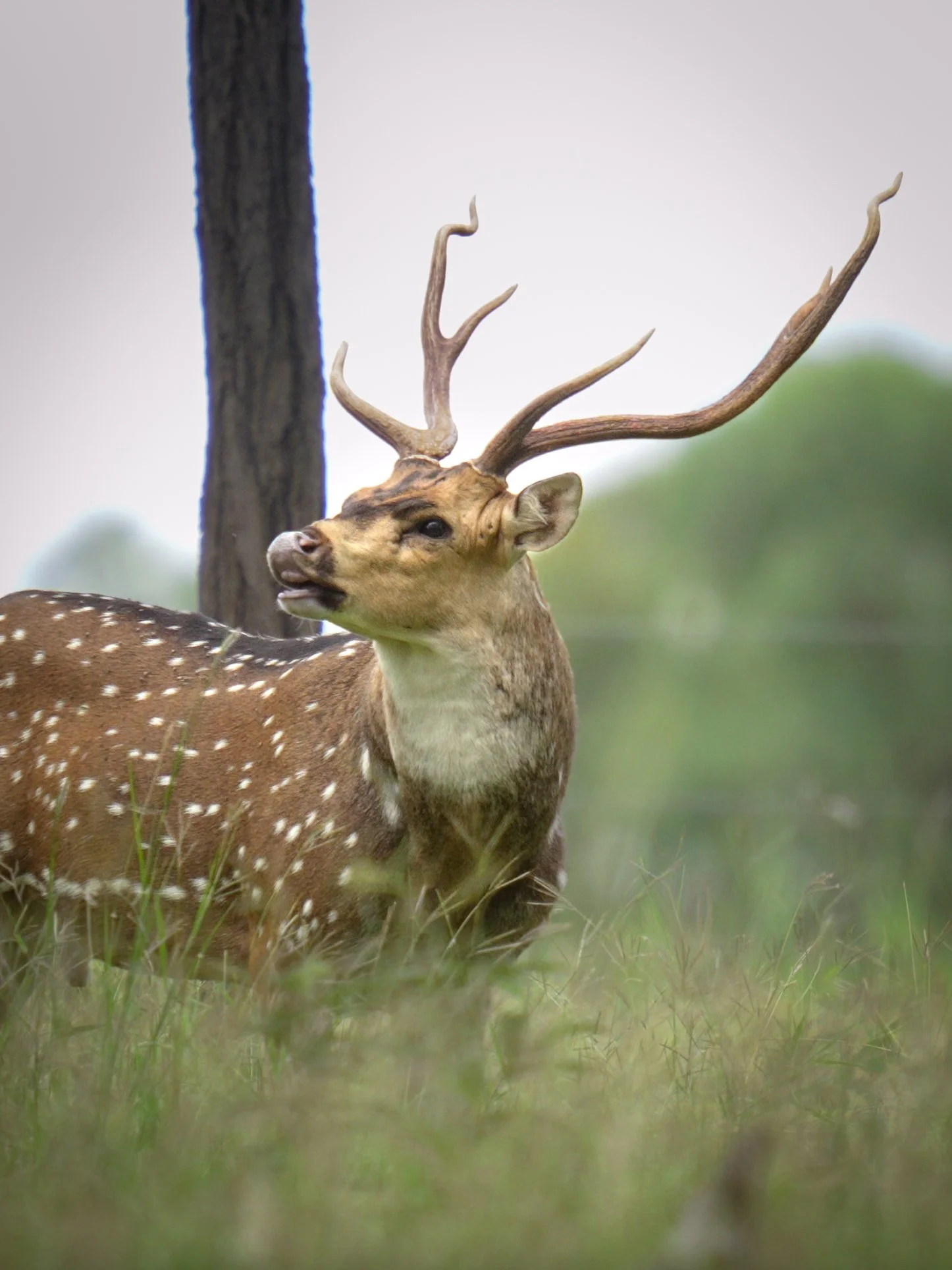 A deer with antlers standing in a grassy area, with a blurred tree trunk and green foliage in the background.