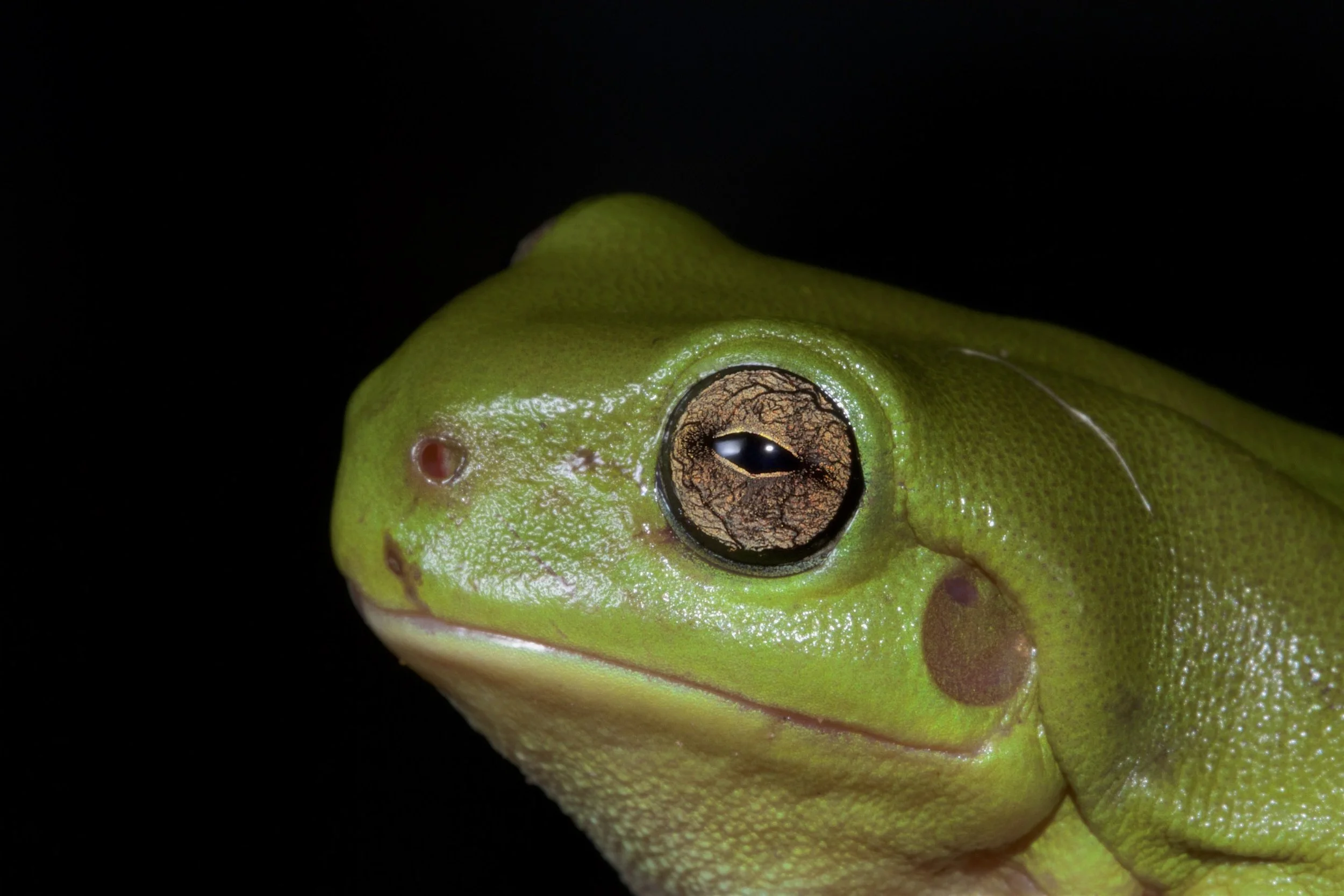 Close-up of a green amphibian's face, showing one eye and skin texture, against a black background.