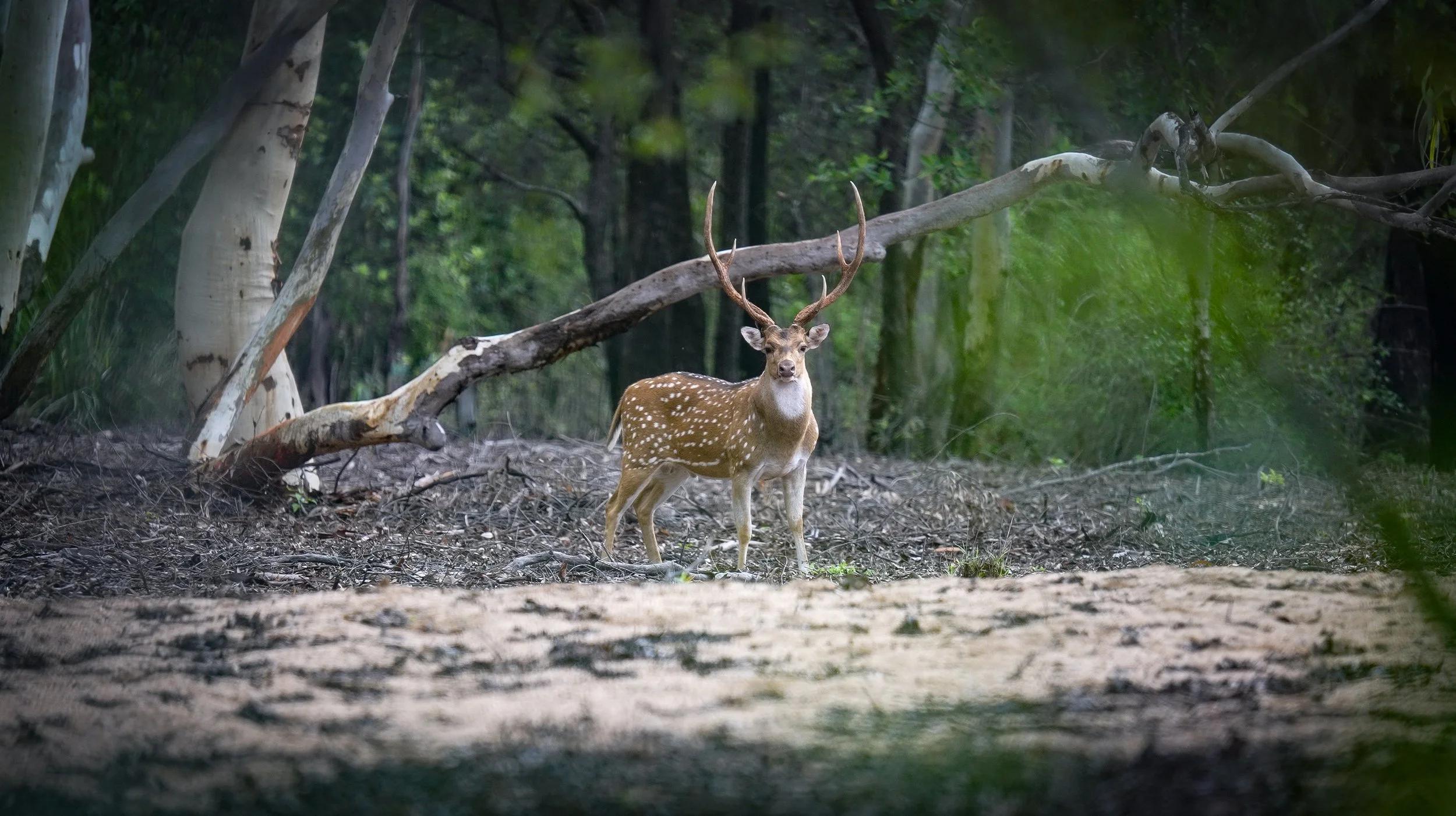 A deer with white spots on its back and large antlers standing in a forest with tall trees and fallen branches.