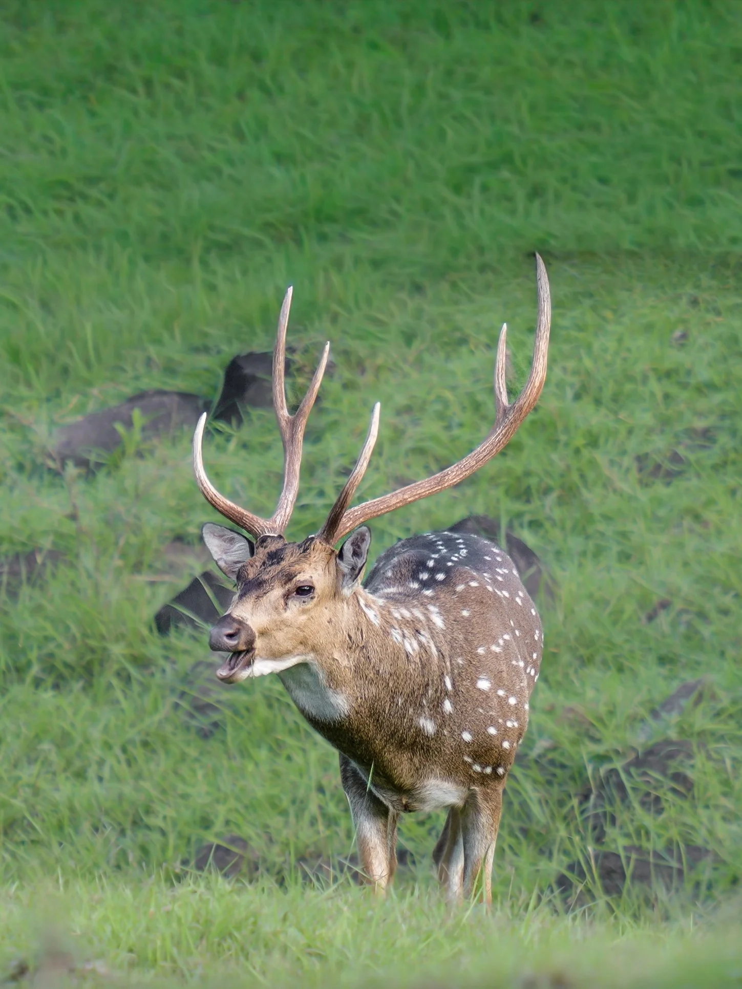 A spotted buck with antlers standing in green grass, with its mouth open.