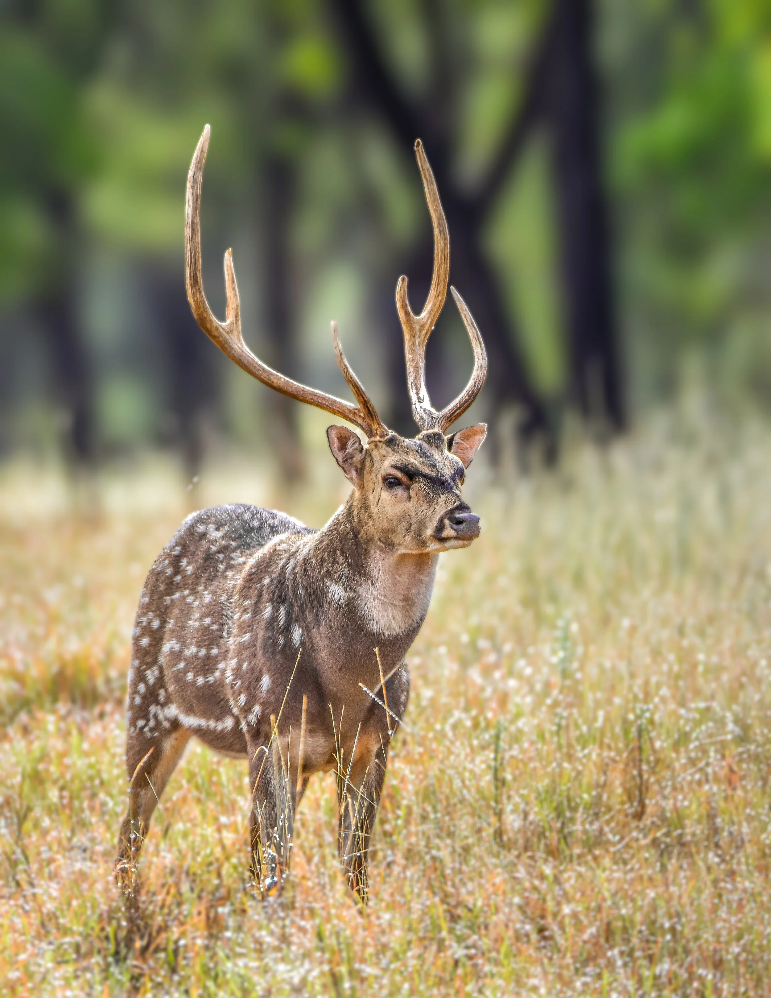 A deer with spotted fur and large antlers standing in a grassy field with a blurred forest background.