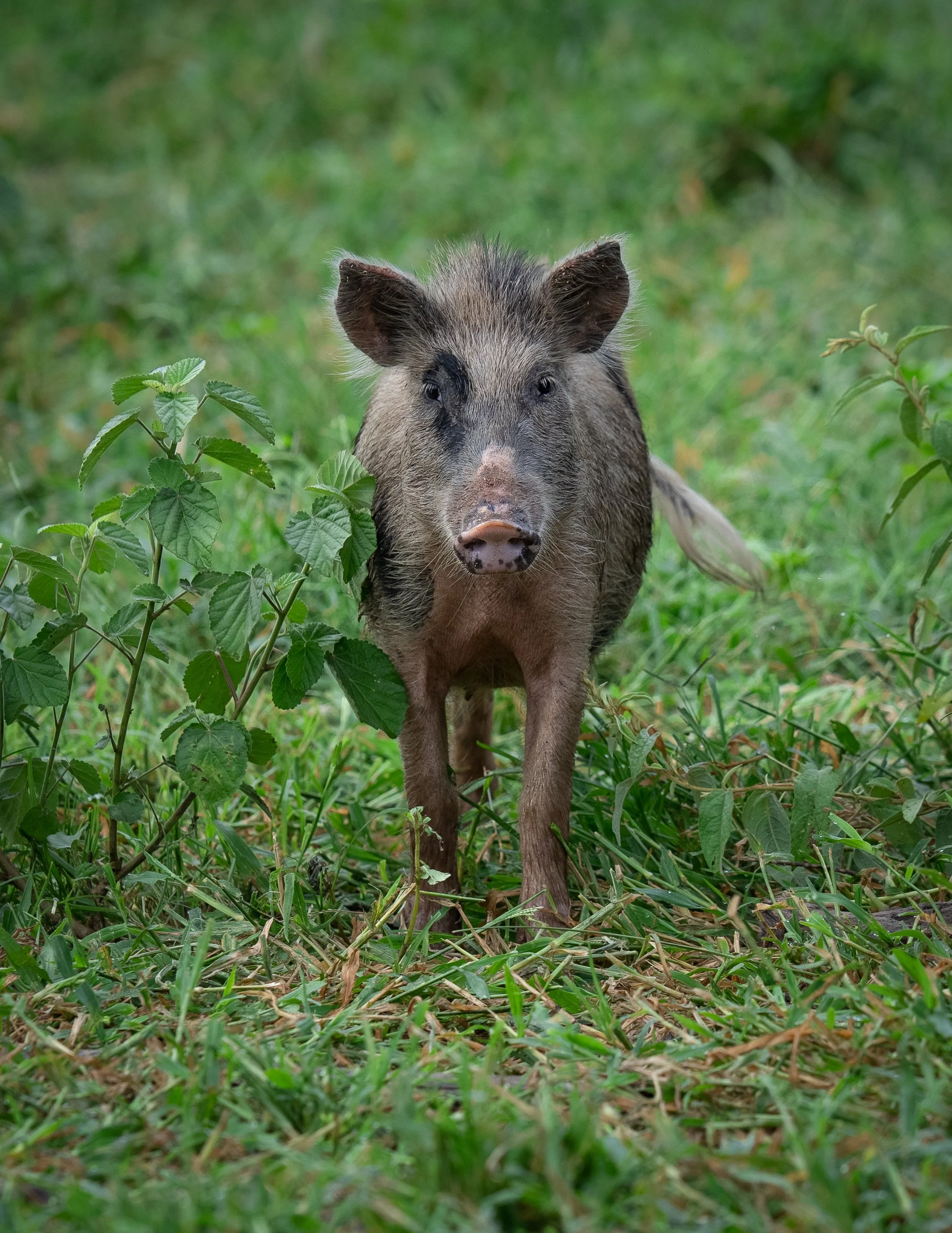 A wild boar standing on grass and plants in a natural setting.