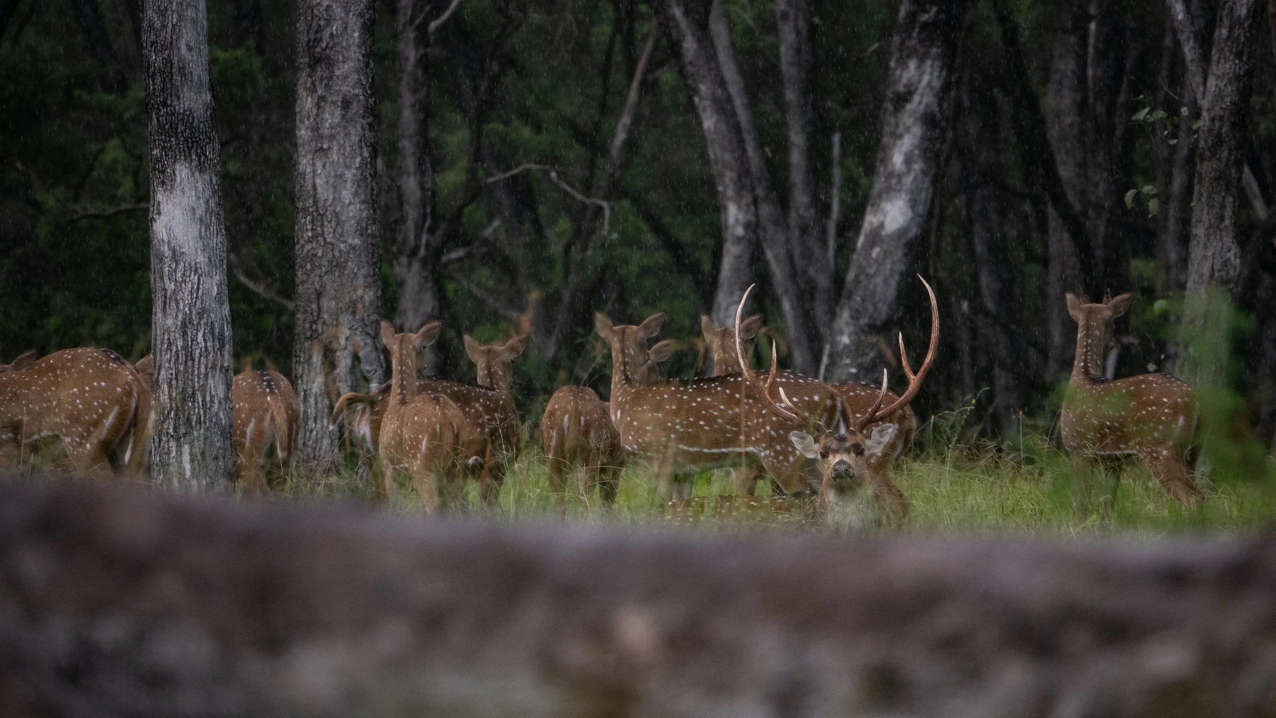 Group of deer, including a buck with antlers, standing in a forested area, viewed through a natural frame of trees and grass.