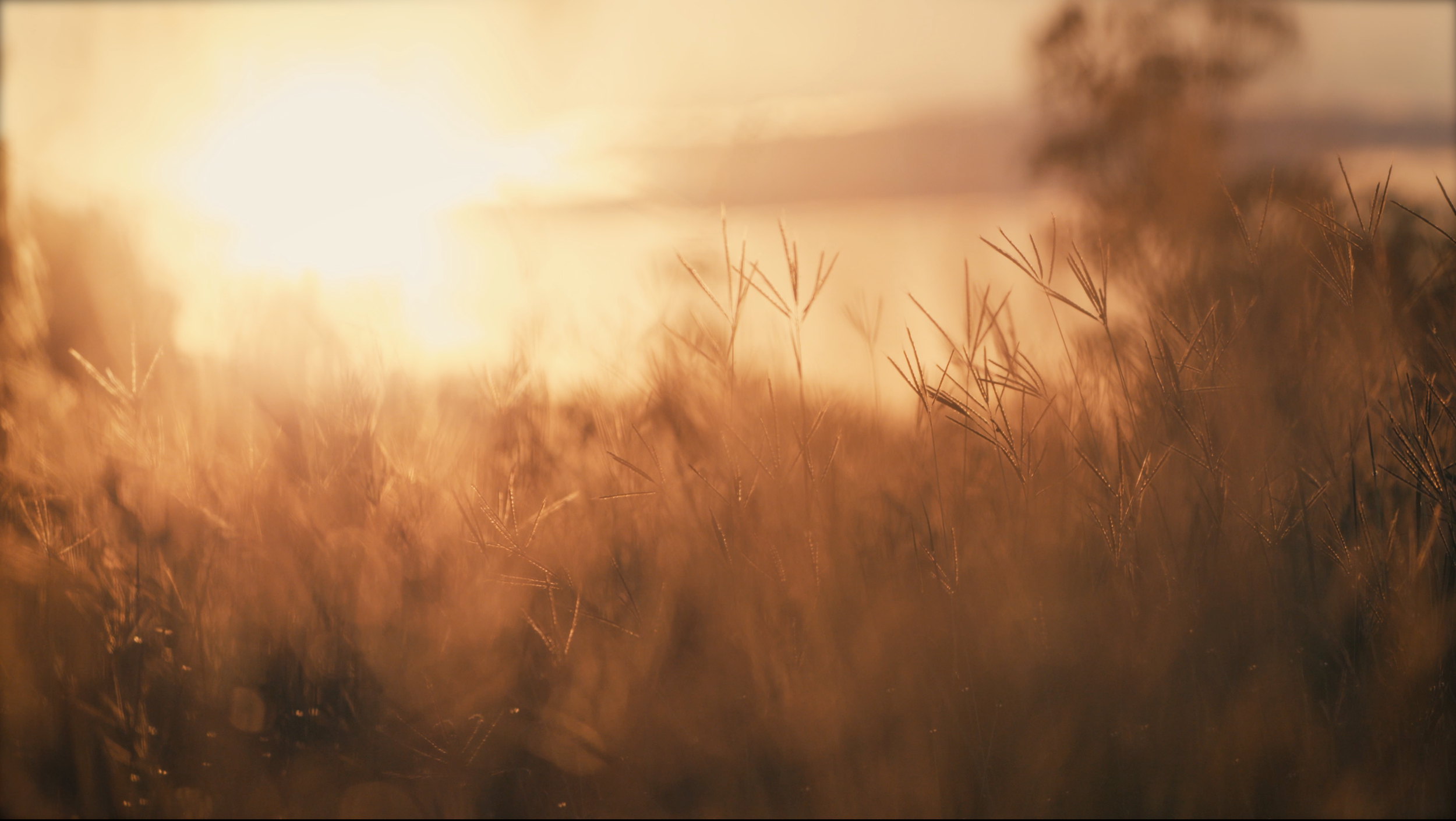 Close-up of dry grass with a bright sun in the background during sunset or sunrise.