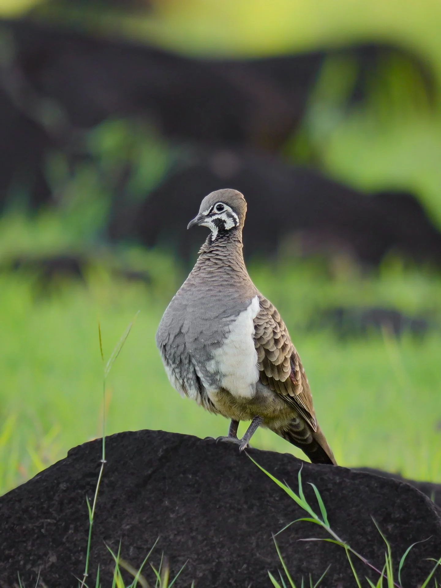 A squatter pigeon (bird) perched on a rock in a grassy area with blurred green foliage in the background.